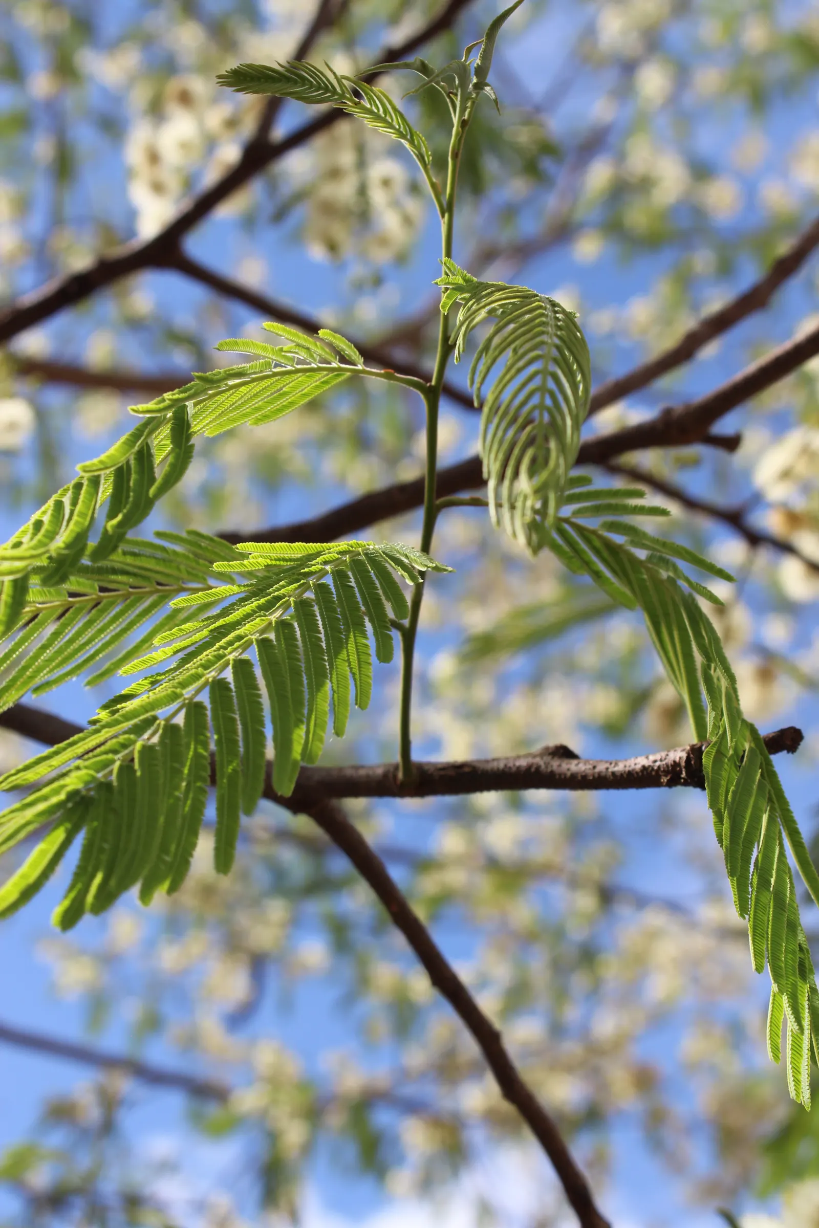 Hairy Wattle (Acacia Vestita) — evergreen shrub native to Australia