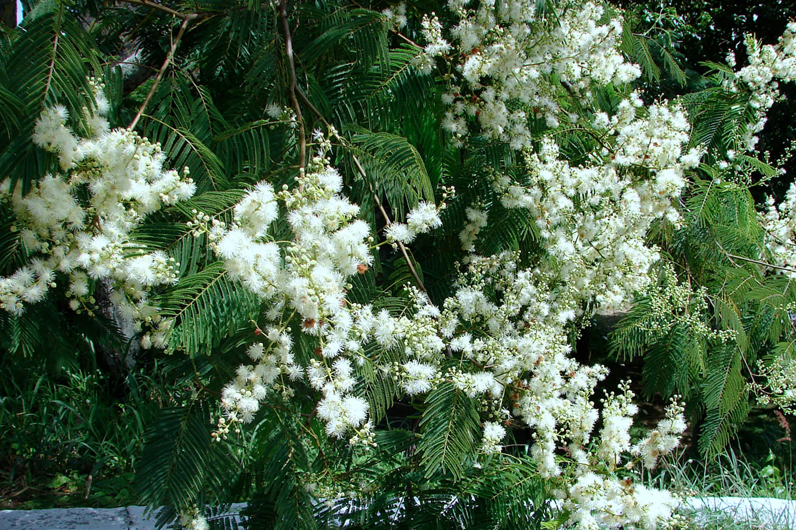 Hairy Wattle (Acacia Vestita) — This drought-tolerant plant thrives in full sun to partial shade and requires well-drained soil