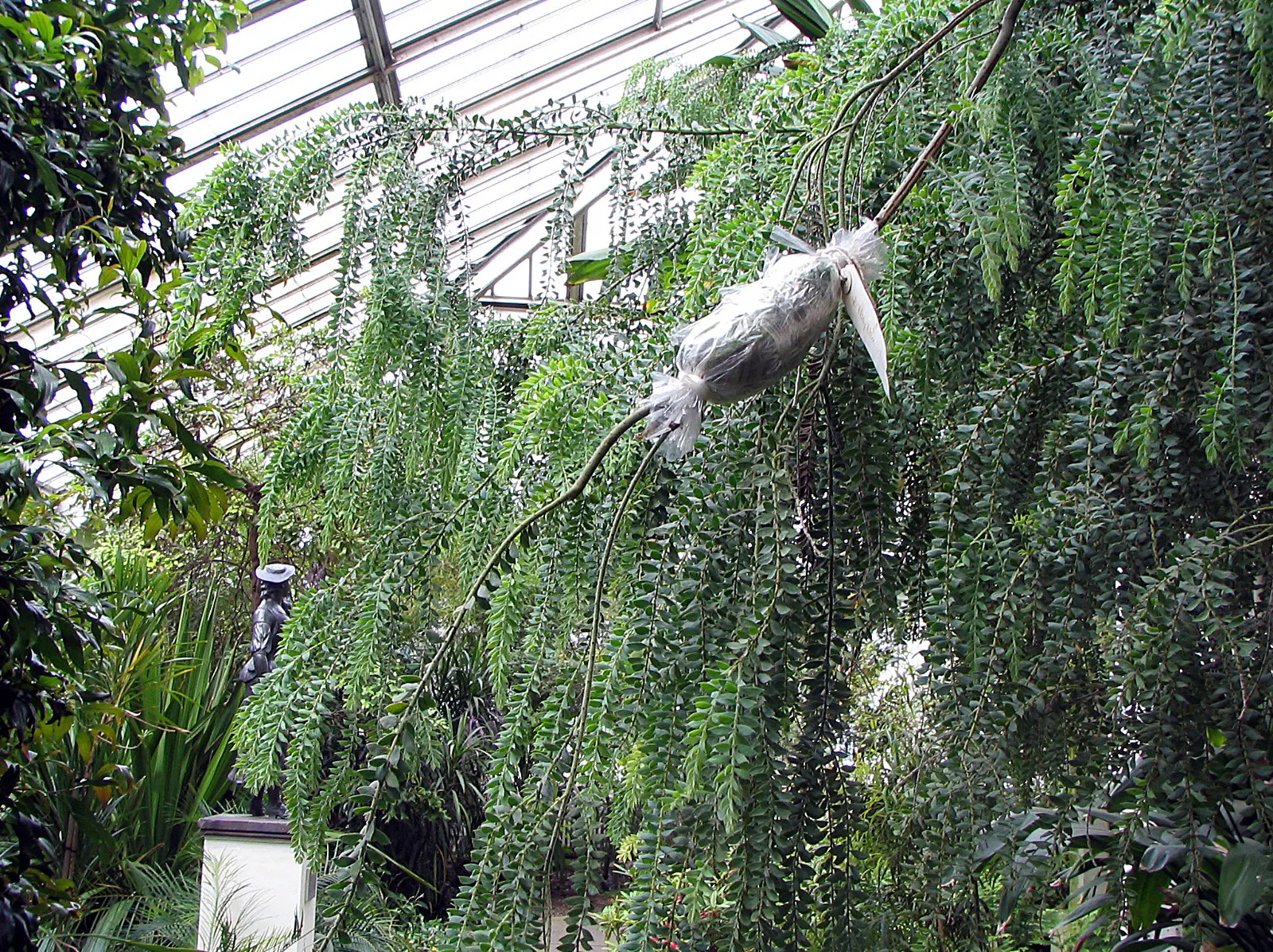 Hairy Wattle (Acacia Vestita) — growing up to 9-15 feet high and 6-10 feet wide; providing vital food for local pollinators such as bees and birds