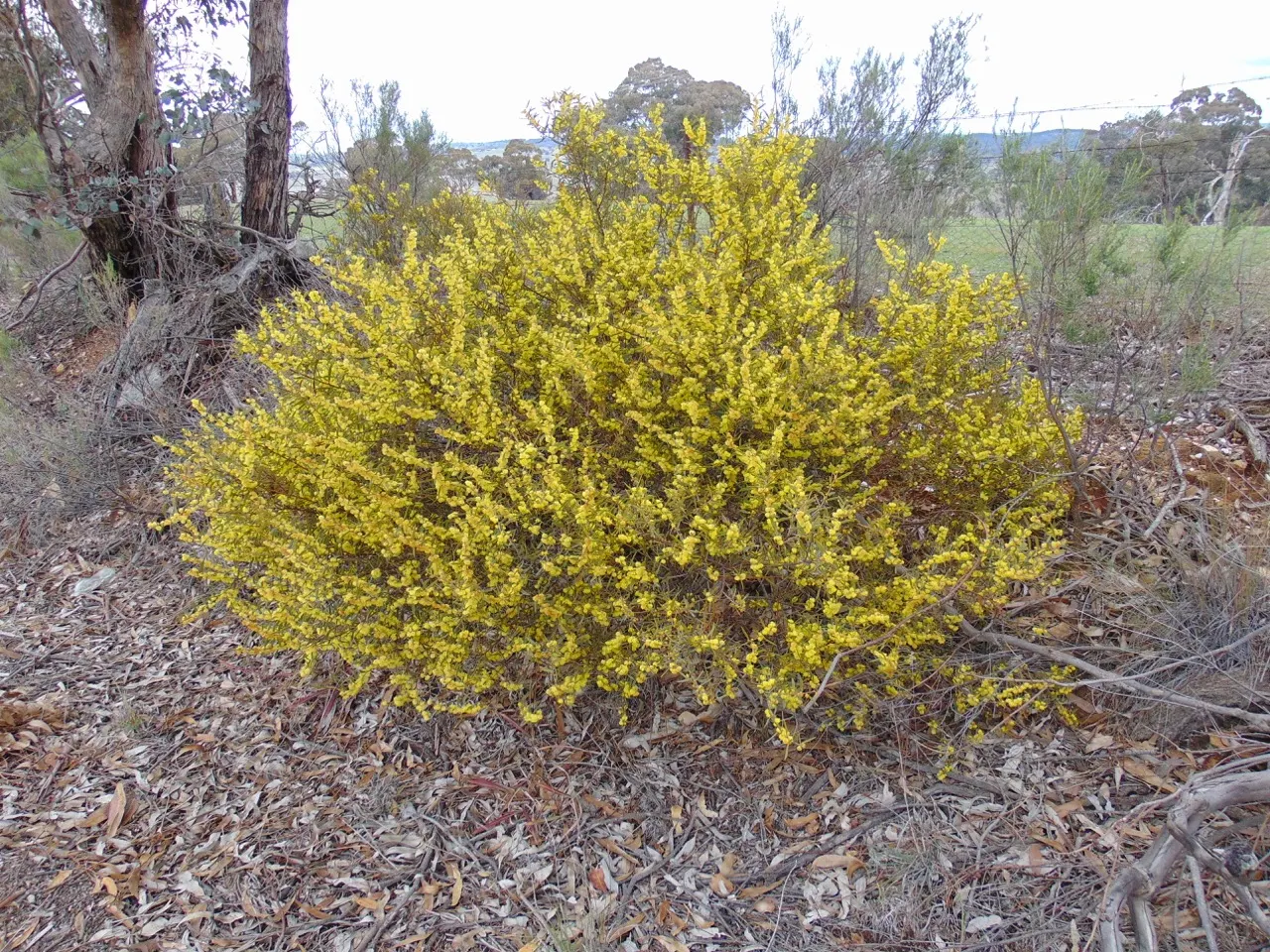 Hairy Wattle (Acacia Vestita) — When designing with the Hairy Wattle