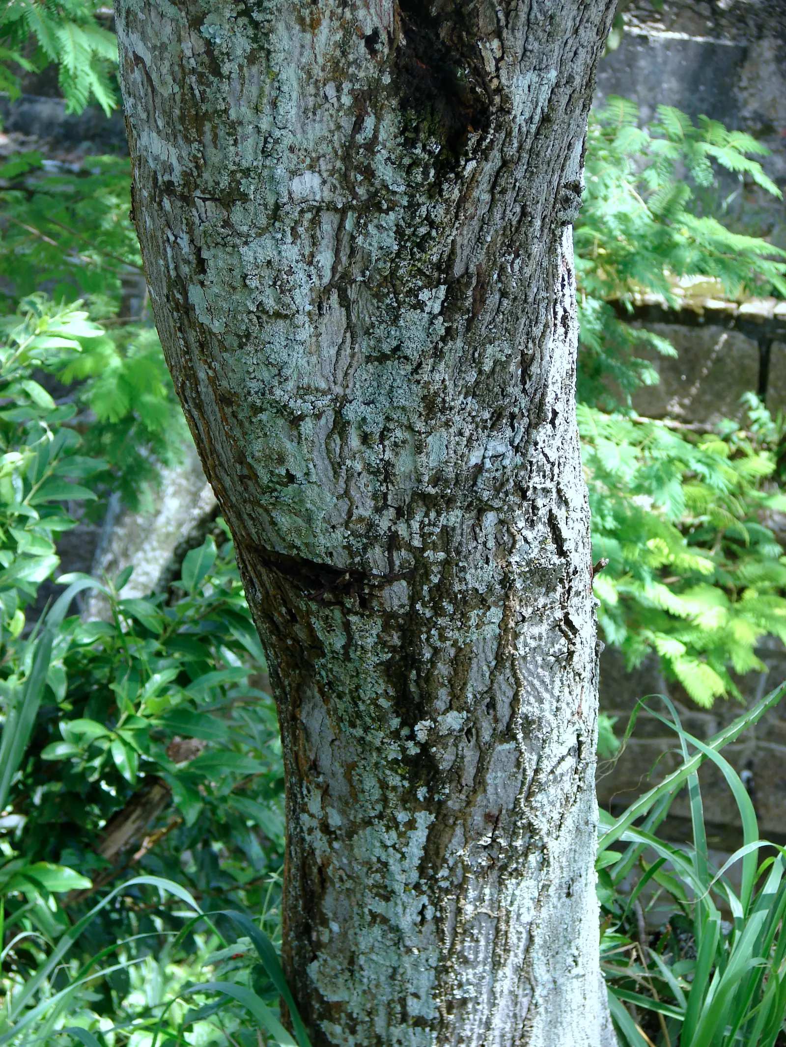 Hairy Wattle (Acacia Vestita) — making it excellent for xeriscaping and adding a textured backdrop in landscape designs
