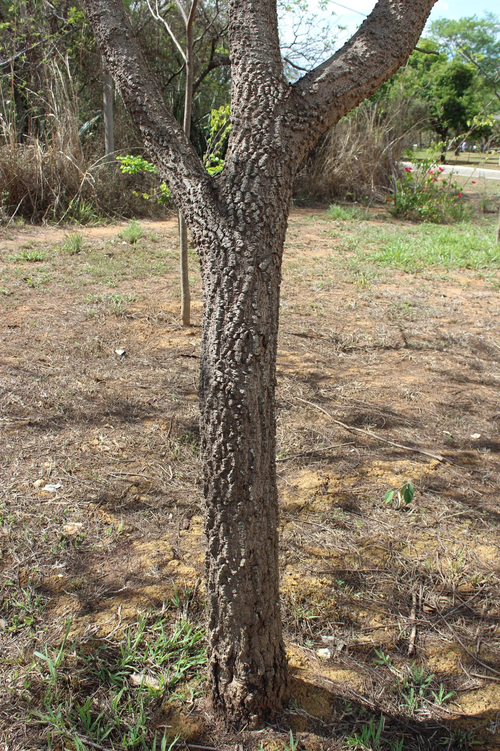 Hairy Wattle (Acacia Vestita) — ample space should be given to accommodate its size