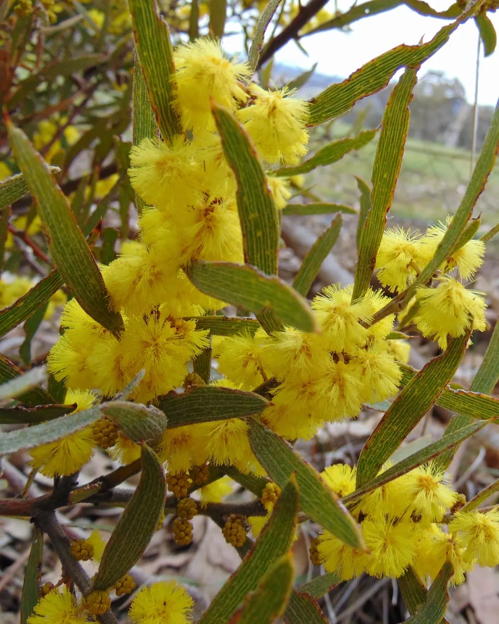 Hairy Wattle (Acacia Vestita) — and regular pruning can maintain the desired shape and size