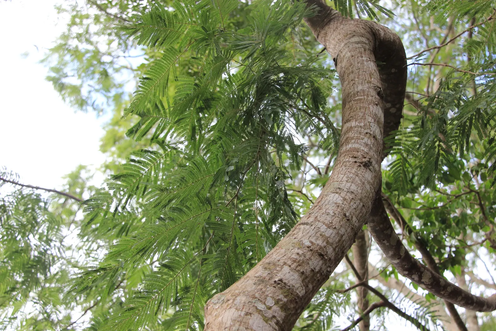 Hairy Wattle (Acacia Vestita) — is an eye-catching evergreen shrub native to Australia