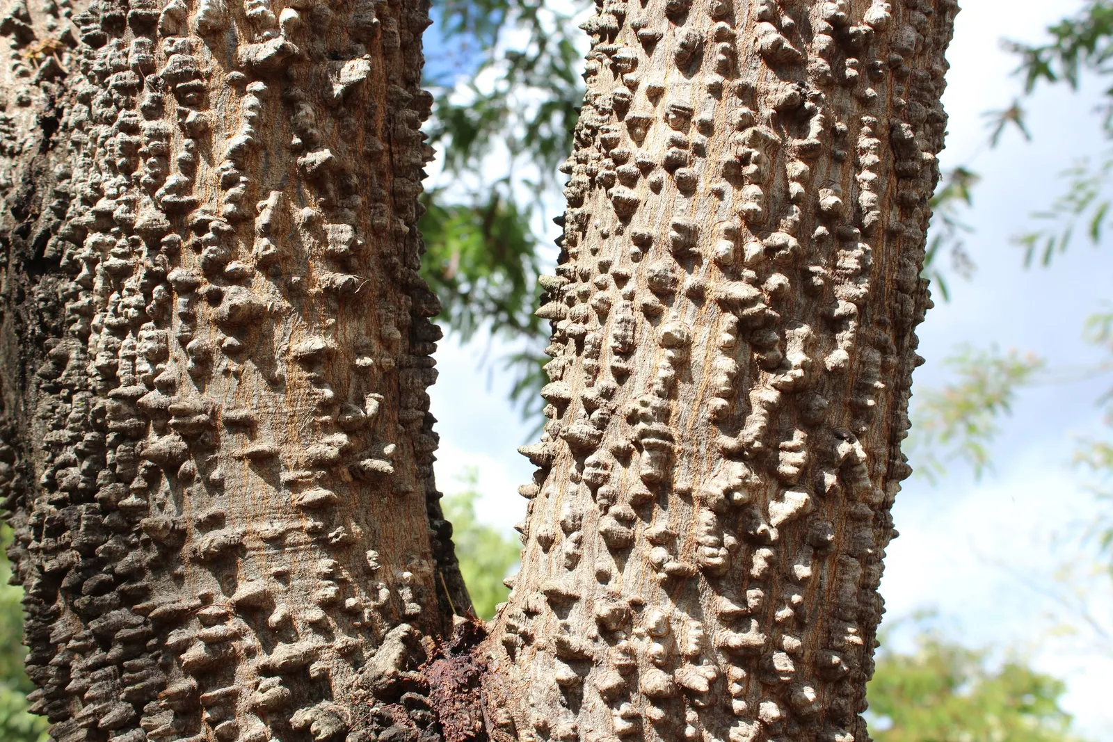 Hairy Wattle (Acacia Vestita) — It is tolerant of drought once established, making it a low-maintenance choice for water-wise gardens