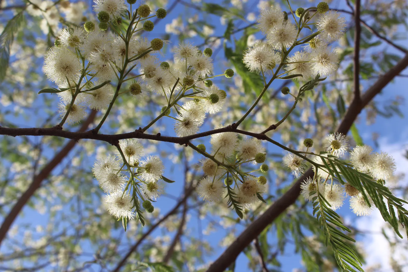 Hairy Wattle (Acacia Vestita) — yellow flowers in the garden
