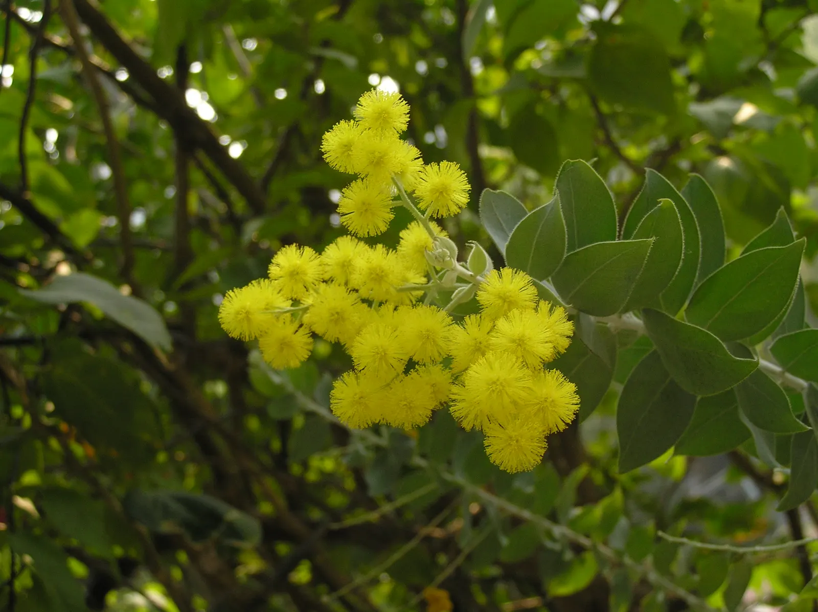 Hairy Wattle (Acacia Vestita) — evergreen shrub native to Australia; textured accents in garden beds or as an informal screen due to its dense foliage and
