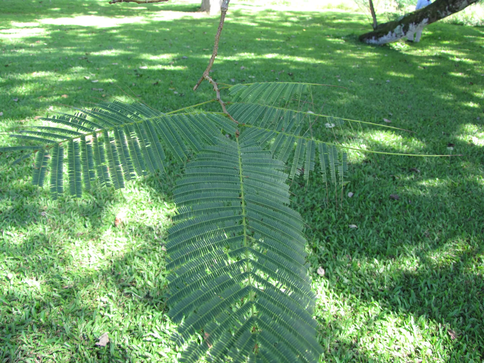 Hairy Wattle (Acacia Vestita) — Acacia vestita thrives in full sun or partial shade and prefers well-drained soils