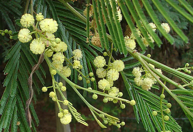 Hairy Wattle (Acacia Vestita) — scientifically known as Acacia vestita