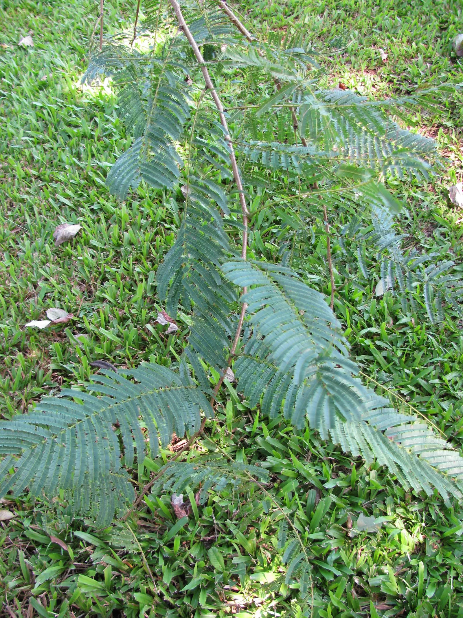 Hairy Wattle (Acacia Vestita) — commonly known as Hairy Wattle