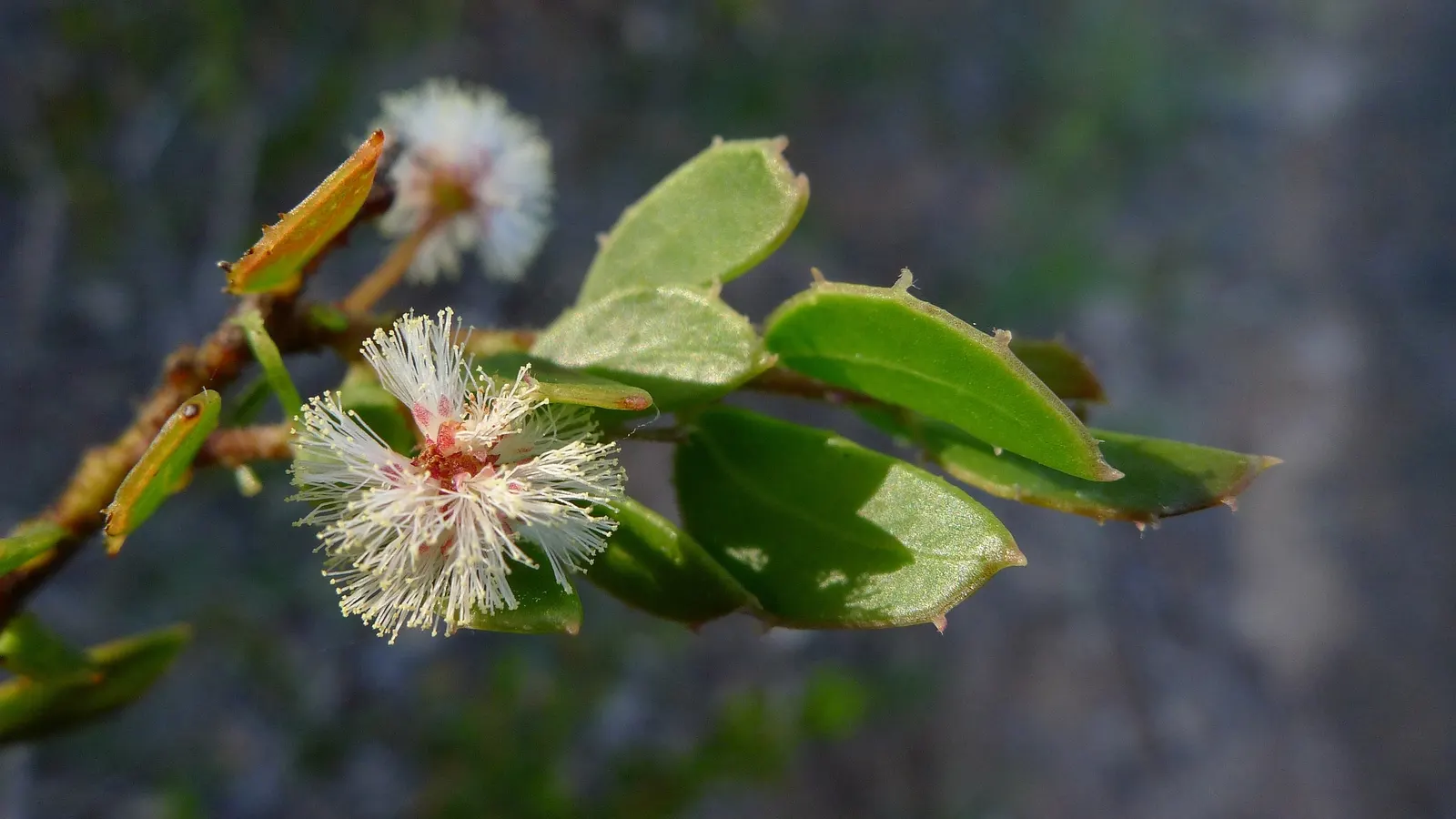 Hairy Wattle (Acacia Vestita) — providing vital food for local pollinators such as bees and birds