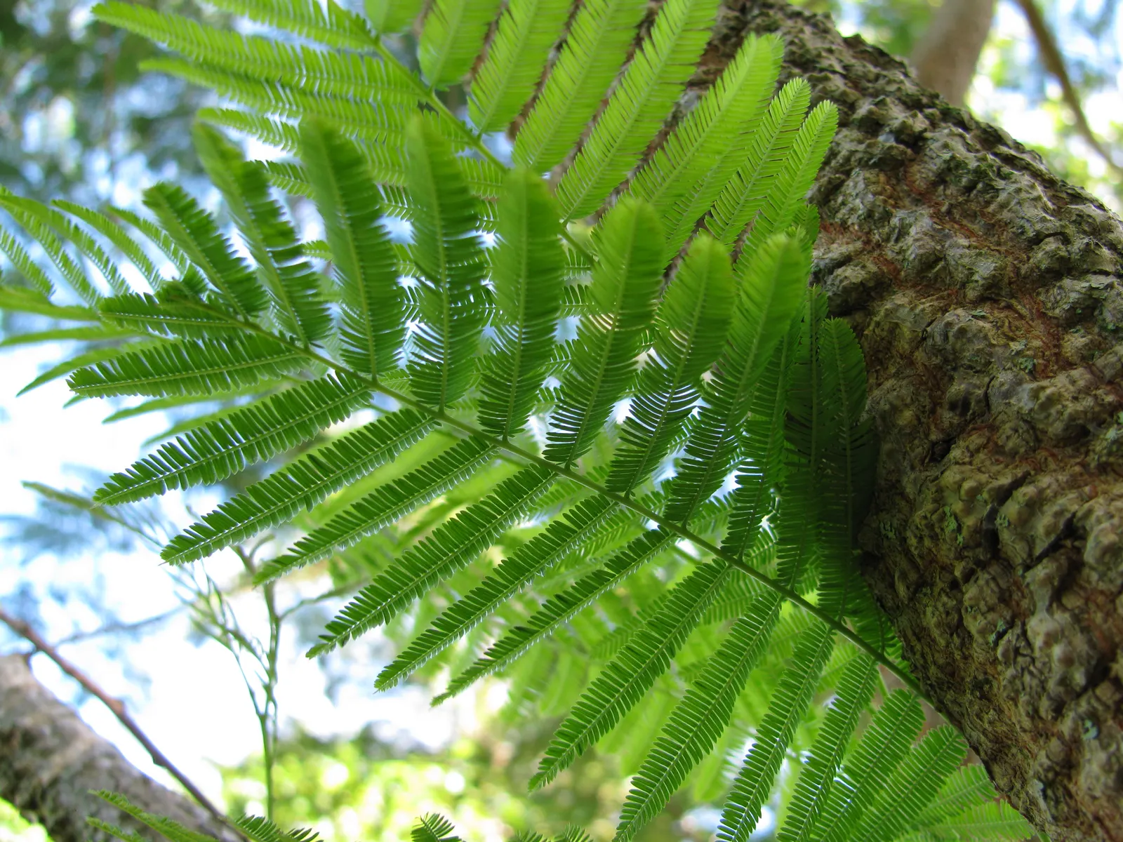 Hairy Wattle (Acacia Vestita) — usually from September to October