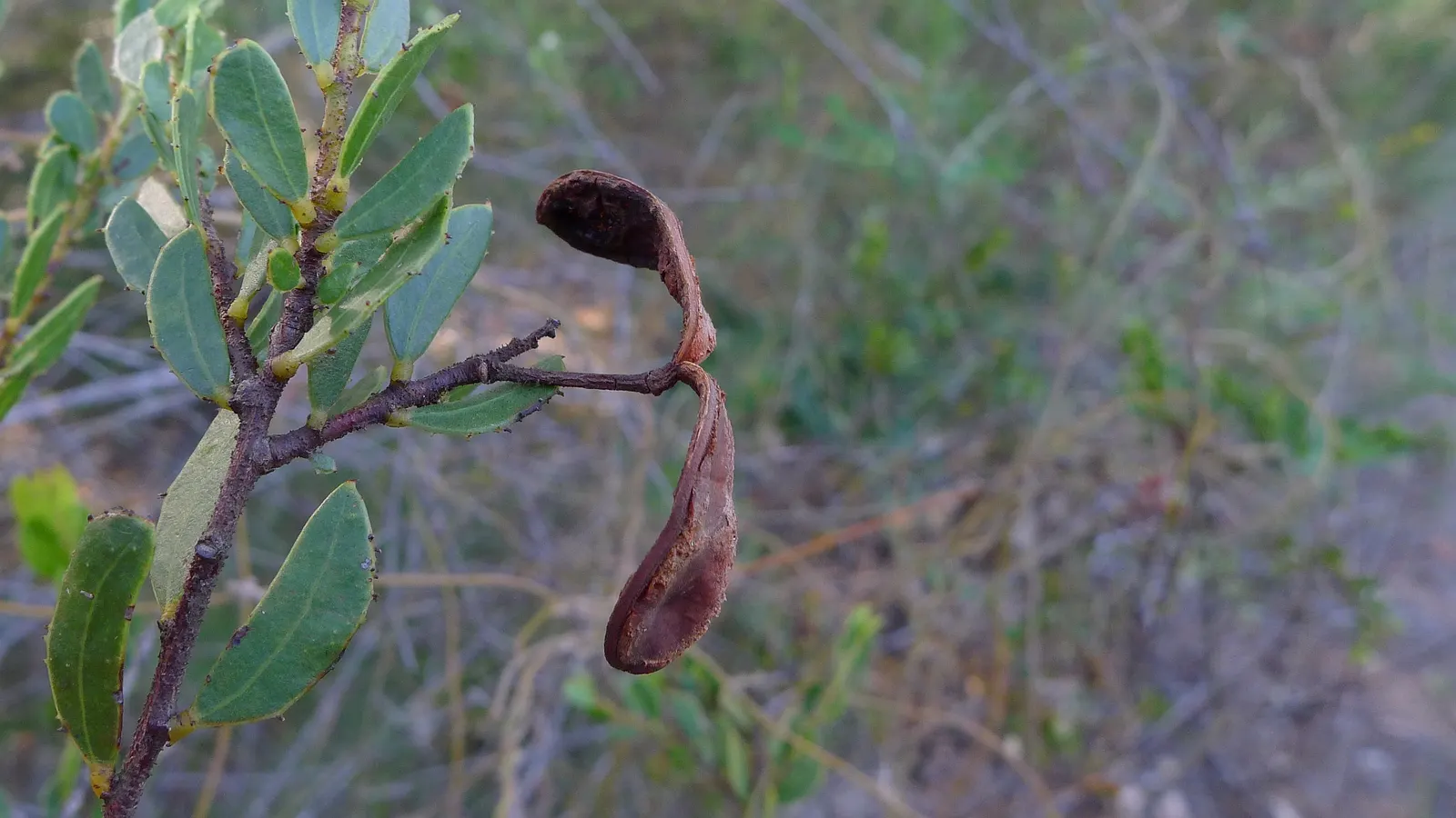 Hairy Wattle (Acacia Vestita) — this resilient and adaptable plant is particularly well-suited for creating lush