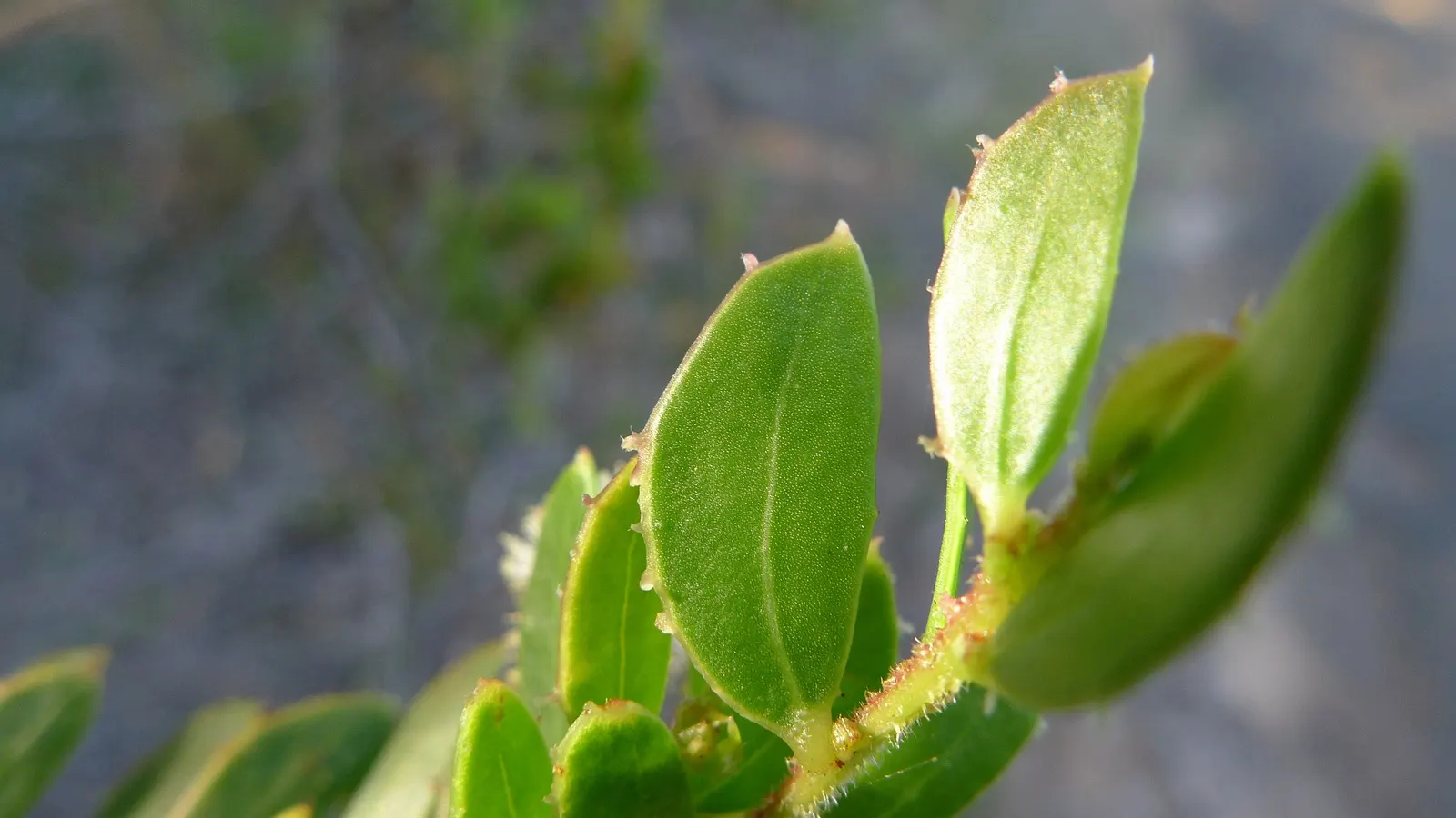 Hairy Wattle (Acacia Vestita) — It\'s also frost tolerant, which allows it to adapt to cooler climates within its growing zones