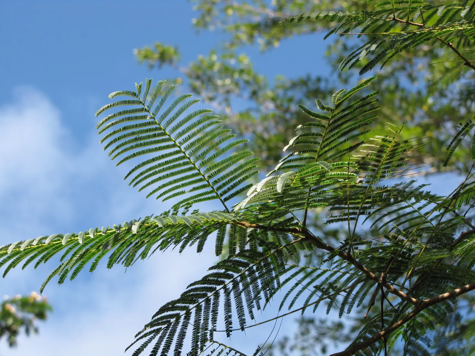 Hairy Wattle (Acacia Vestita) — textured accents in garden beds or as an informal screen due to its dense foliage and rapid growth rate