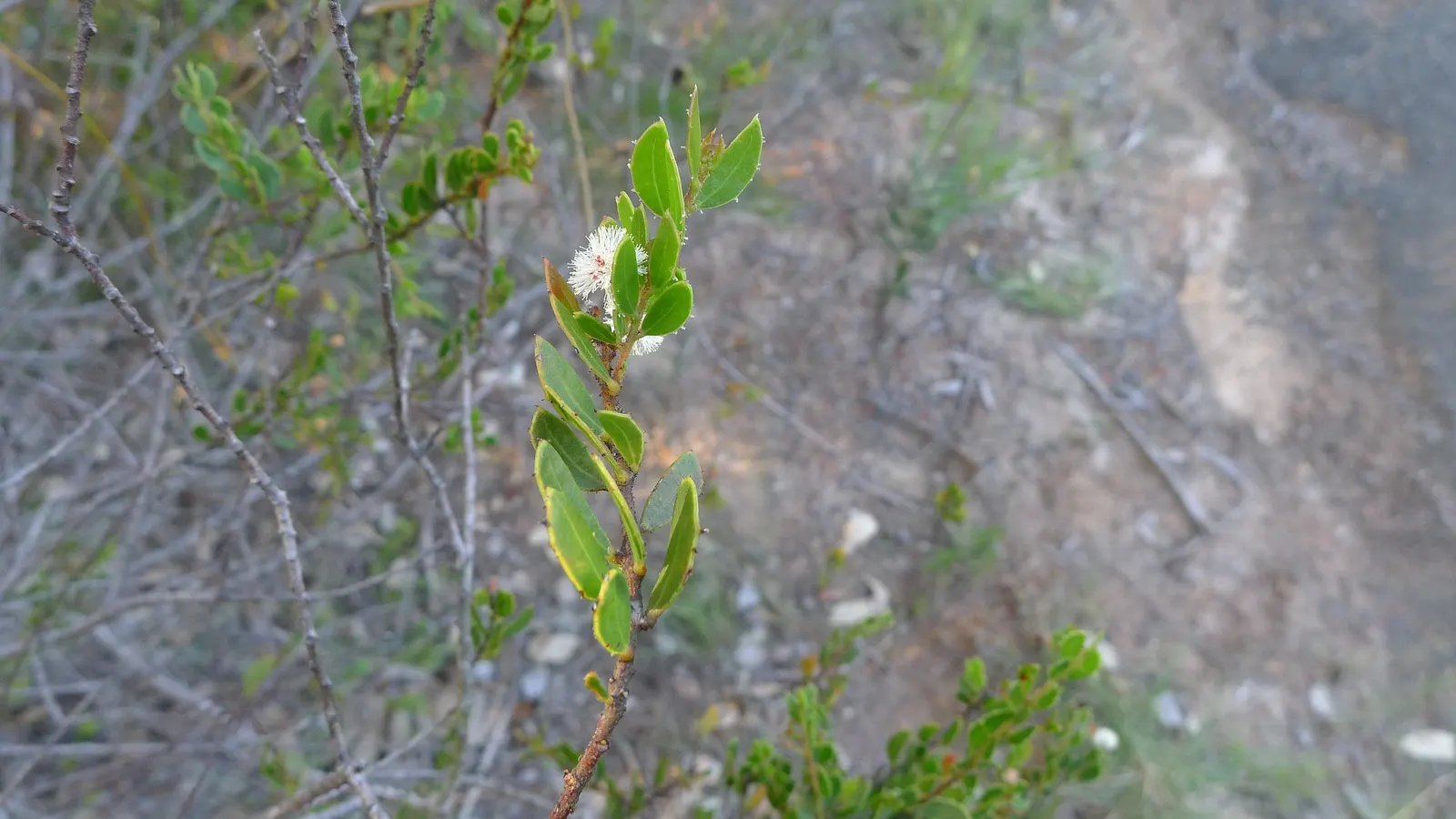 Hairy Wattle (Acacia Vestita) — A member of the Fabaceae family