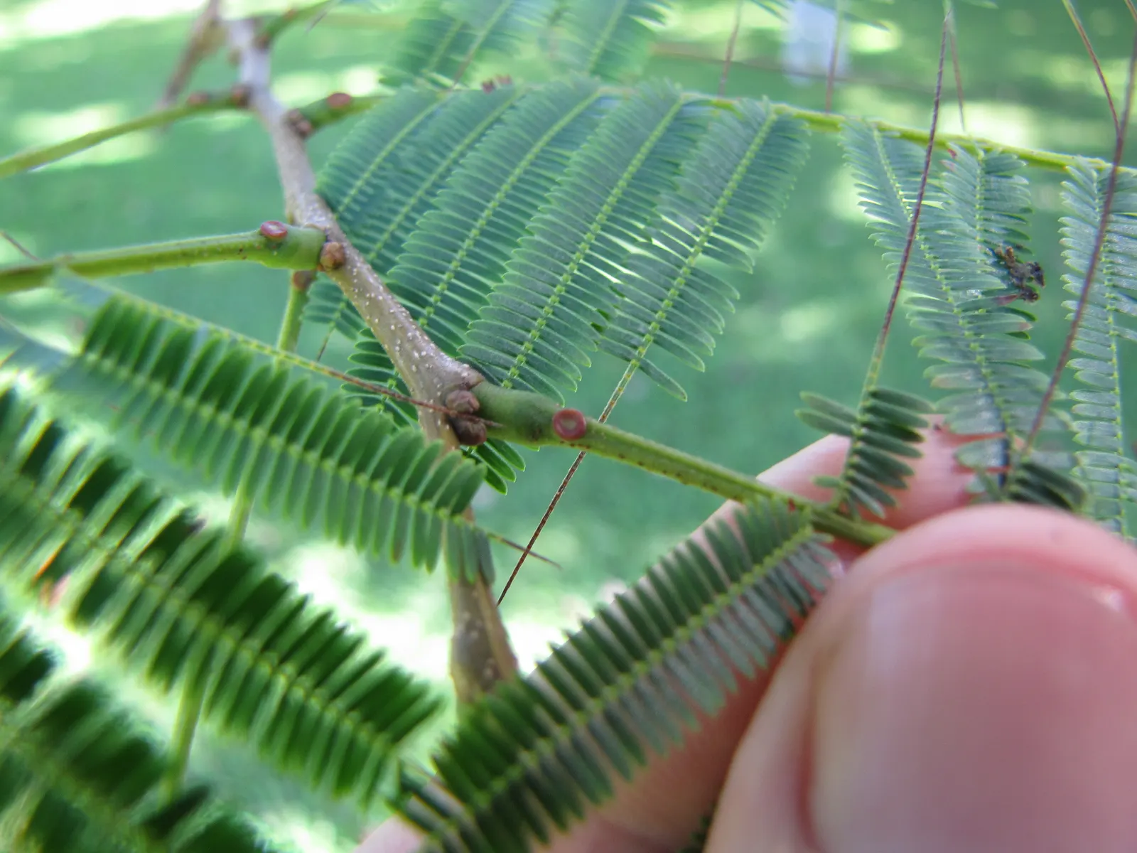 Hairy Wattle (Acacia Vestita) — shrub / tree for full or half