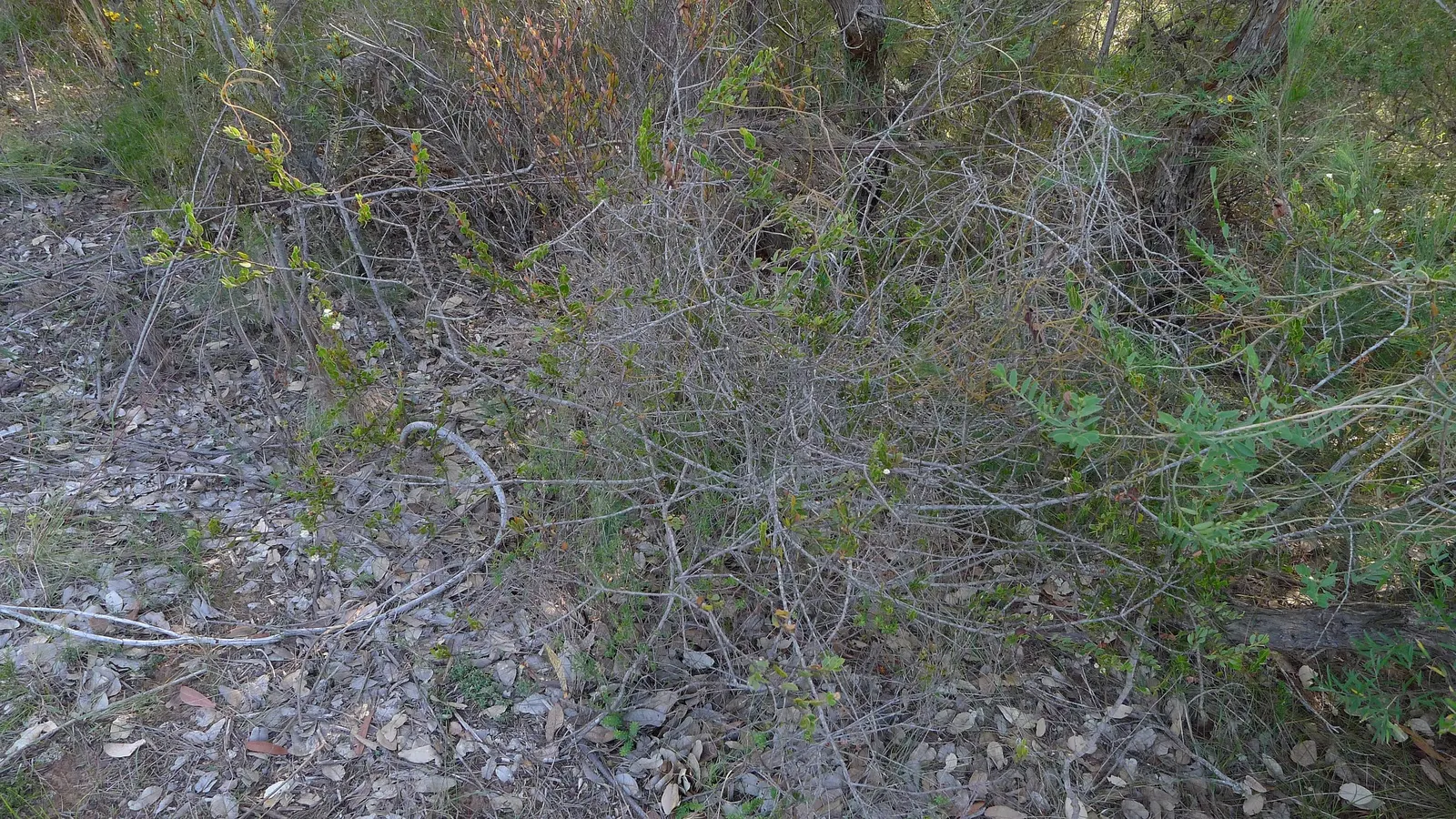 Hairy Wattle (Acacia Vestita) — typically measuring around 2 to 4 inches in length