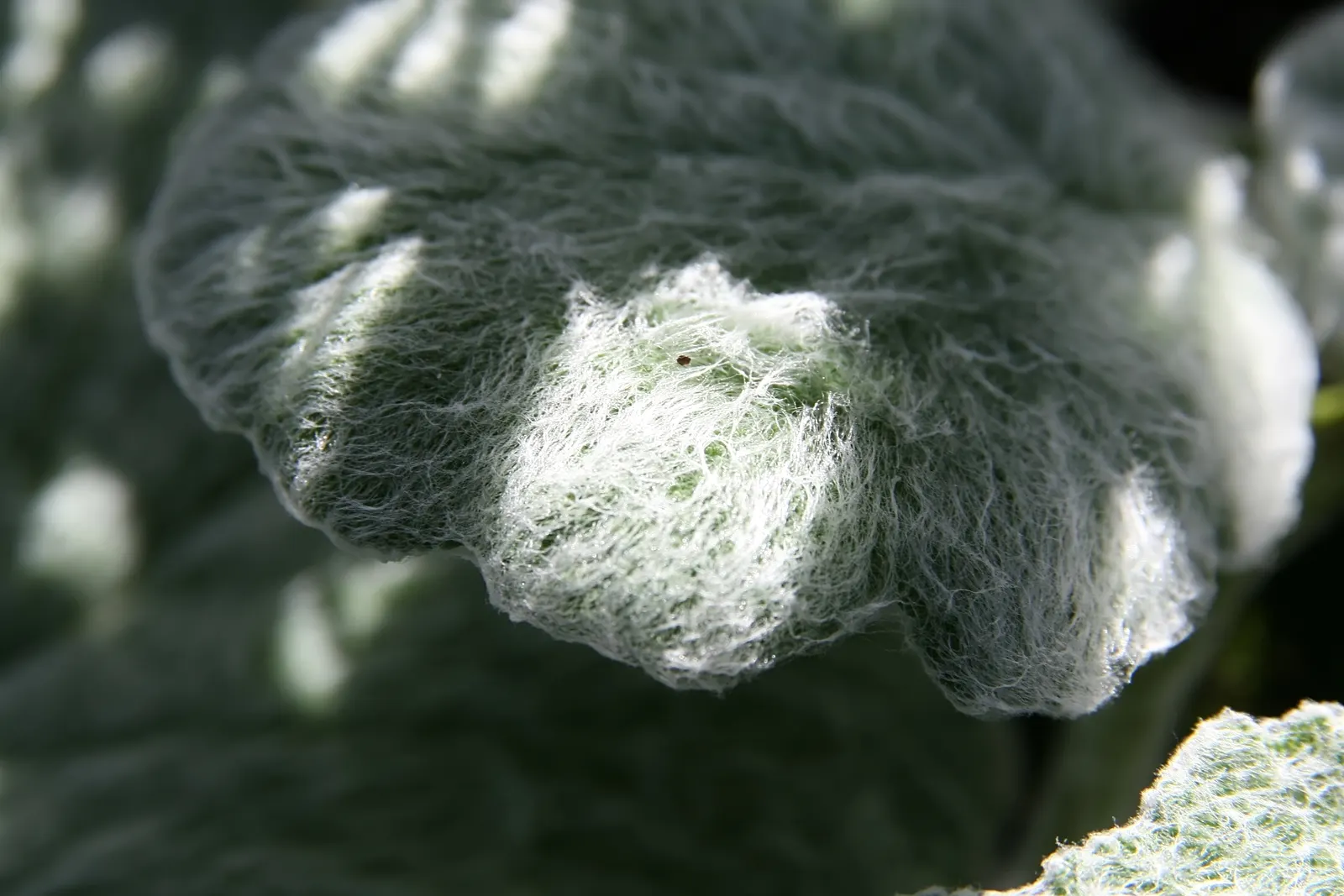 Silver Sage (Salvia Argentea) — For the client, its low-maintenance and drought-tolerant attributes ensure easy care and year-round appeal