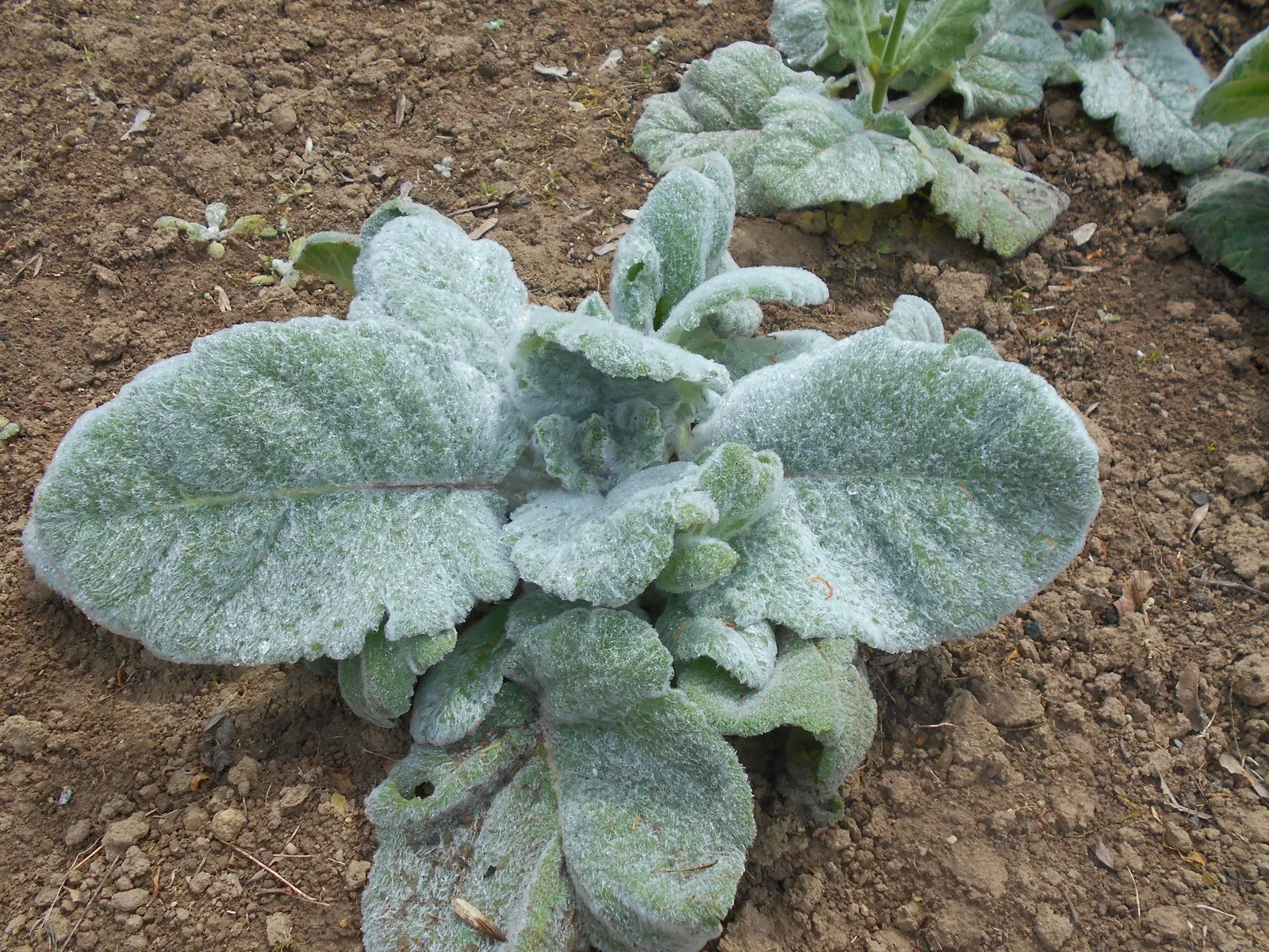 Silver Sage (Salvia Argentea) — mounding form that is both bold and soft in texture; these ovate to heart-shaped leaves are covered in fine hairs