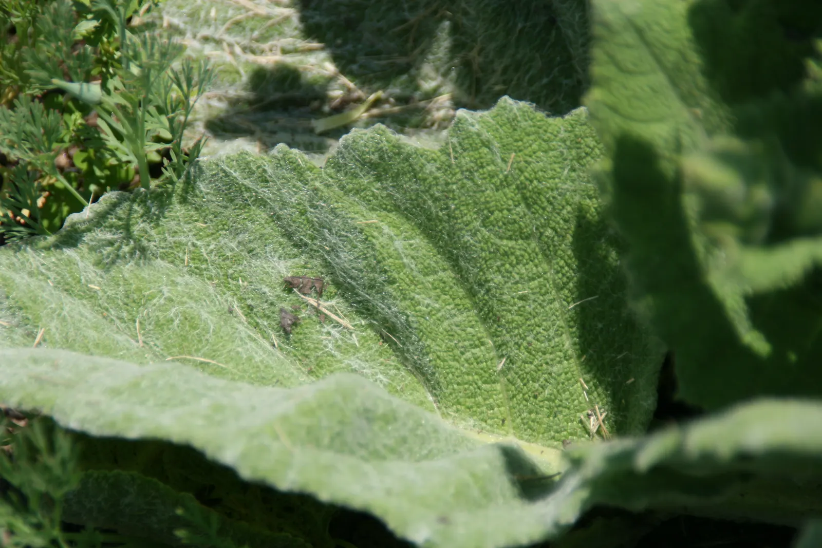 Silver Sage (Salvia Argentea) — is a striking perennial herbaceous plant