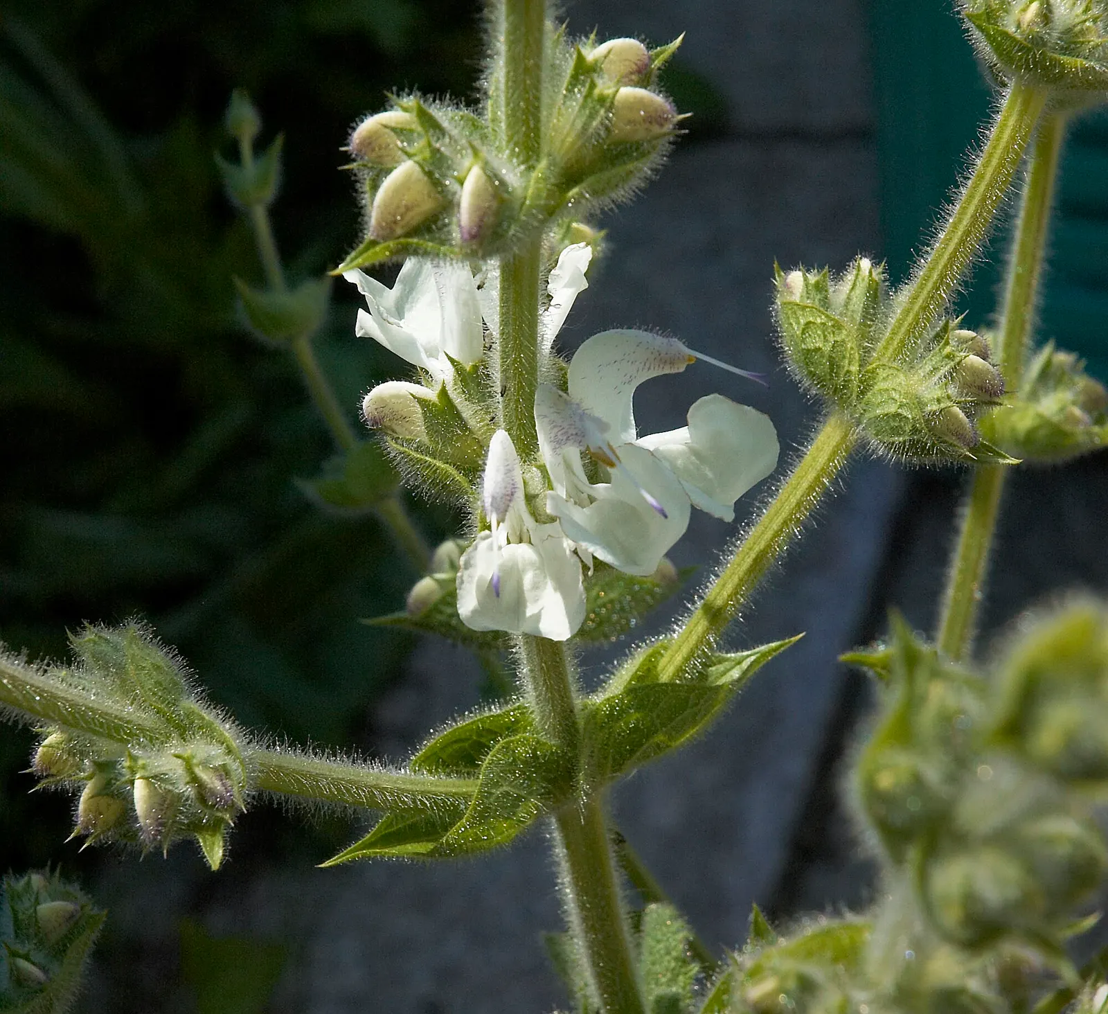 Silver Sage (Salvia Argentea) — Thriving in zones 5-8, it prefers full sun and well-draining soil