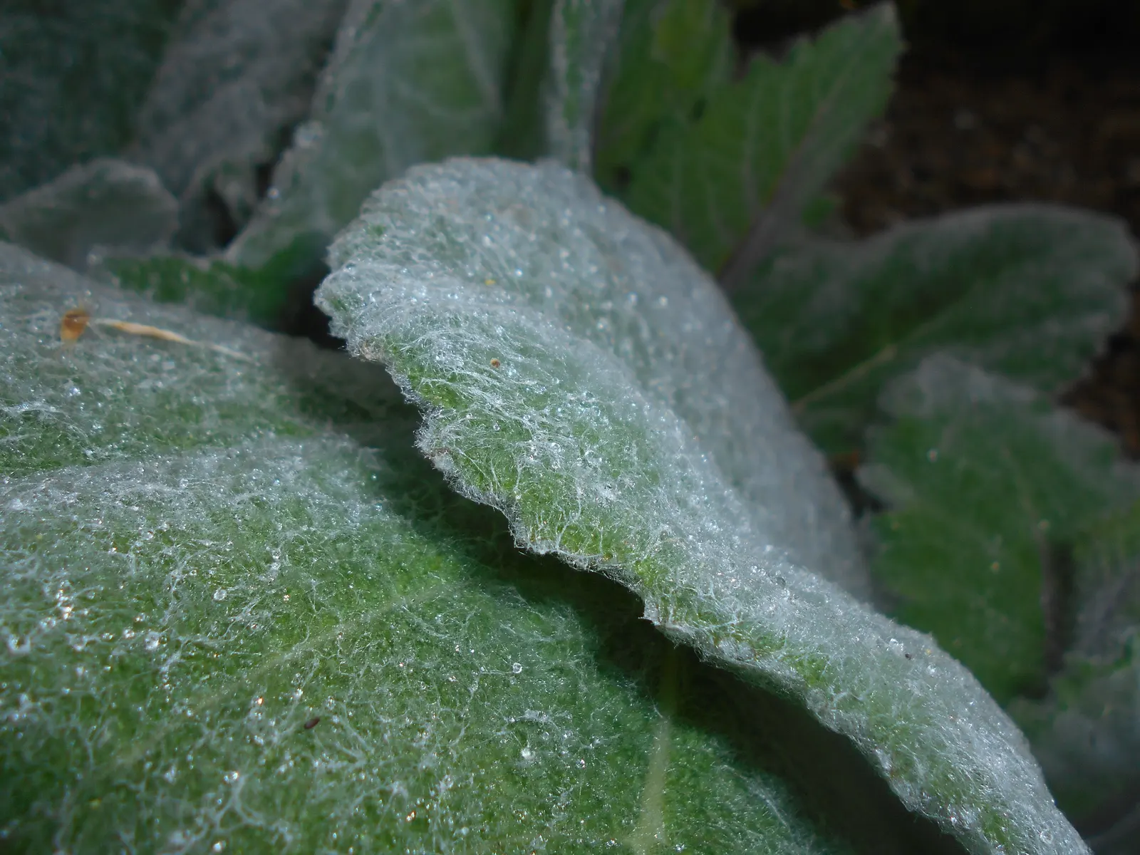 Silver Sage (Salvia Argentea) — mounding form that is both bold and soft in texture