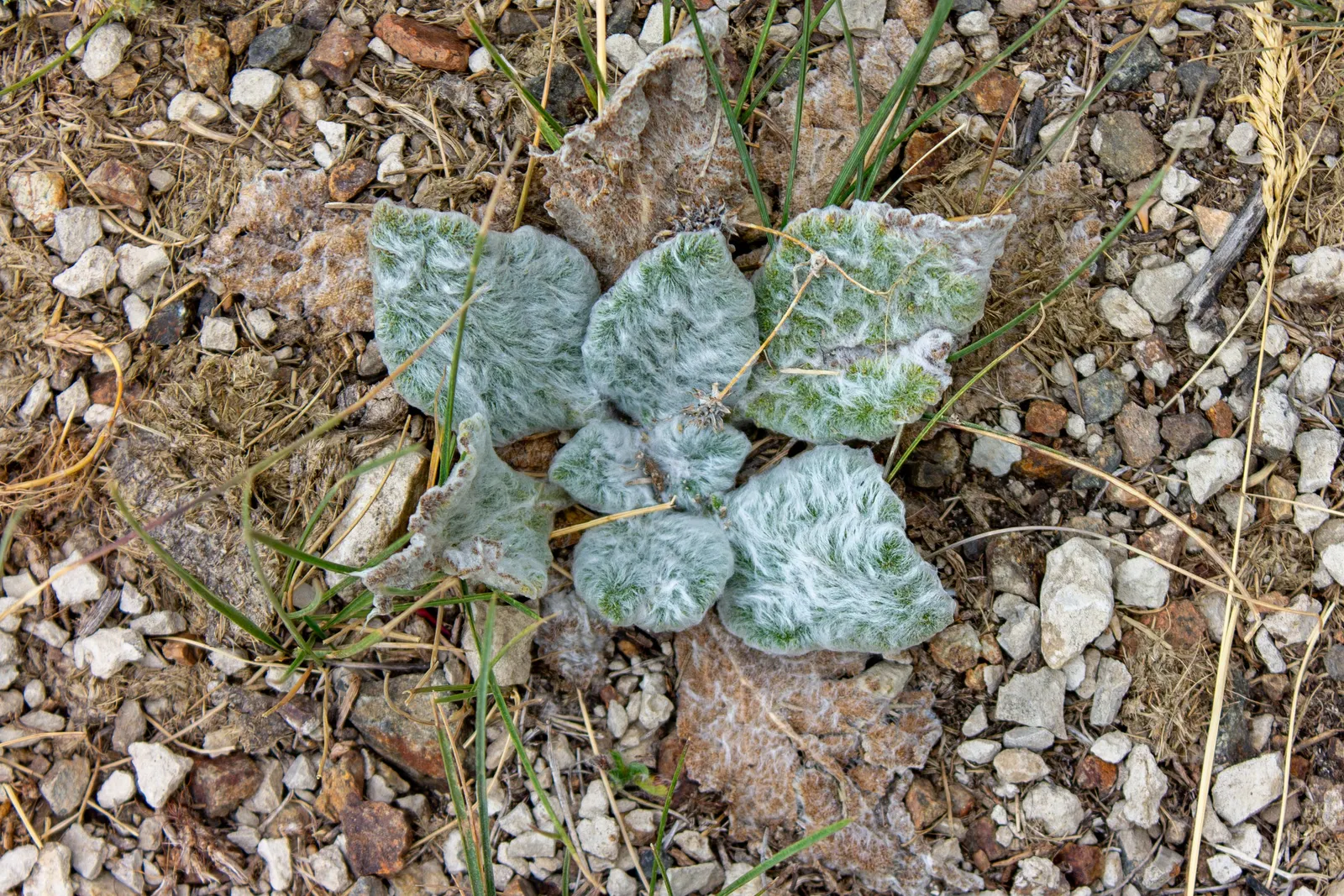 Silver Sage (Salvia Argentea) — is revered for its striking; the leaves are the centerpiece of this plant