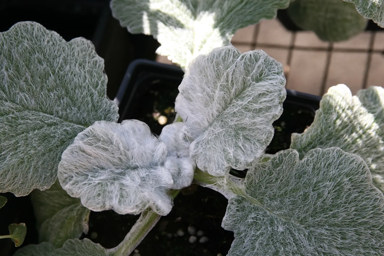 Silver Sage (Salvia Argentea) — commonly known as Silver Sage; this biennial herbaceous plant reaches up to 24 inches in height and spreads around 18 inches