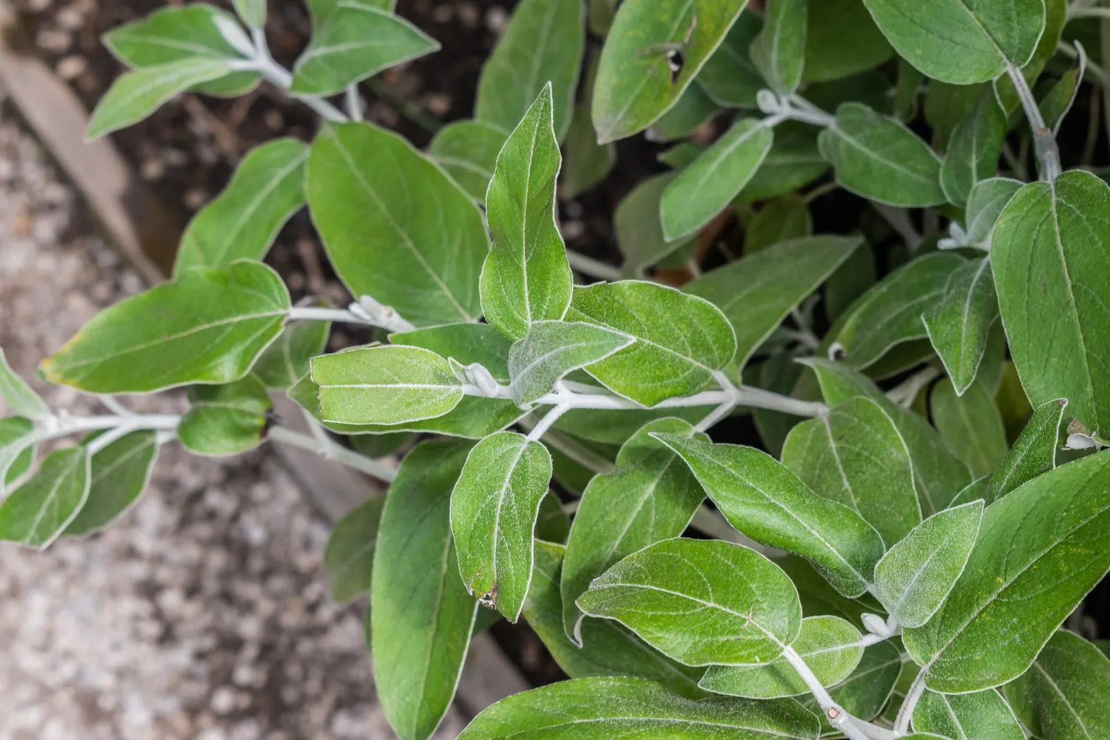 Silver Sage (Salvia Argentea) — Salvia argentea thrives in well-drained soil and prefers full sun to light shade; silver Sage produces tall flowering spikes
