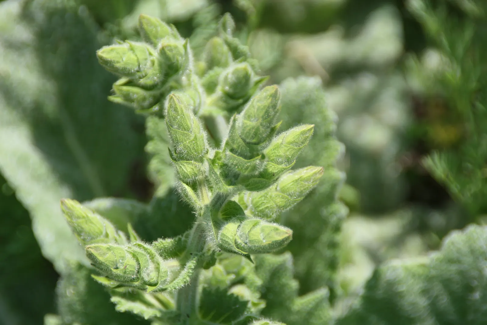 Silver Sage (Salvia Argentea) — incorporating Silver Sage into a garden provides a focal point due to its unique texture and foliage color, image 50