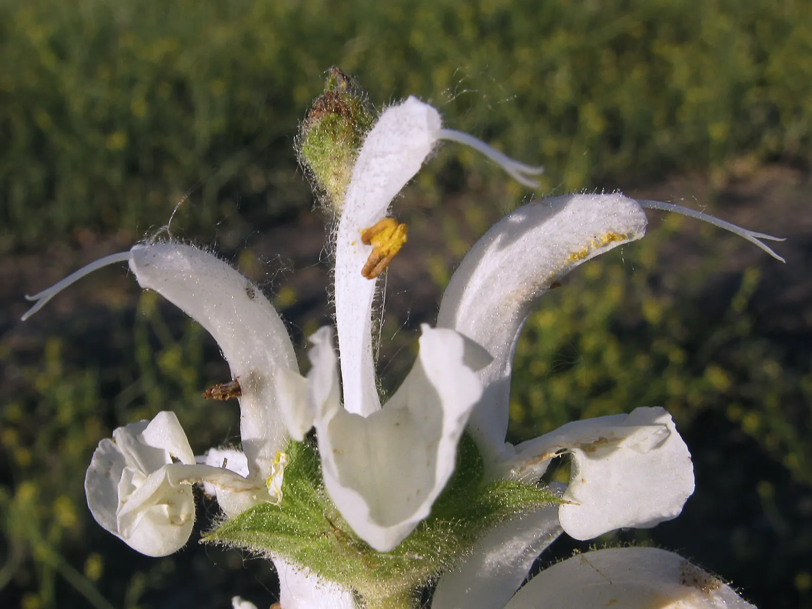 Silver Sage (Salvia Argentea) — woolly white foliage that lends a unique texture to gardens
