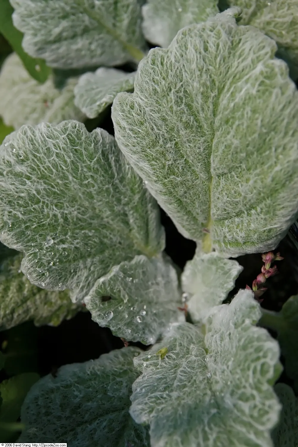 Silver Sage (Salvia Argentea) — adding a subtle vertical interest to the garden composition.<br><br>Ideally