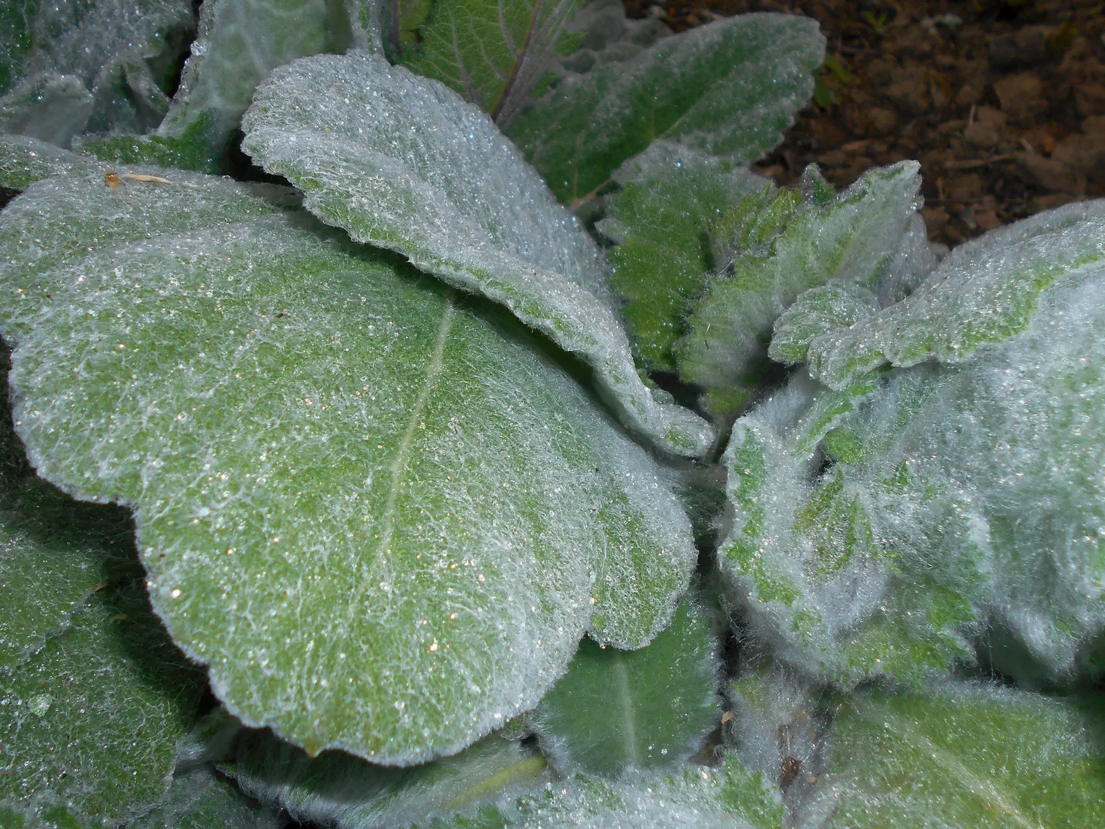 Silver Sage (Salvia Argentea) — Hardiness zones for Silver Sage are 5 through 8; originating from the Mediterranean region