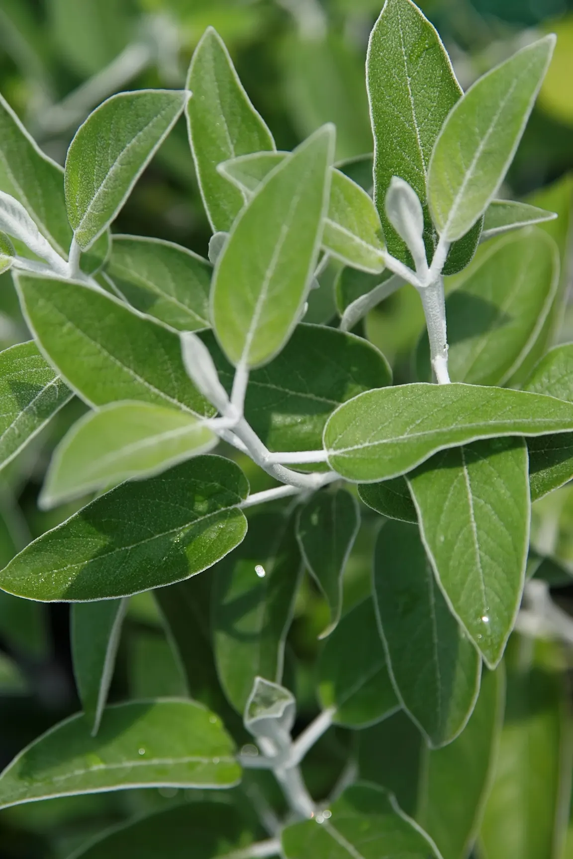 Silver Sage (Salvia Argentea) — ensuring survival in a range of temperate climates.<br><br>For the landscape designer; the flowers are typically white or light