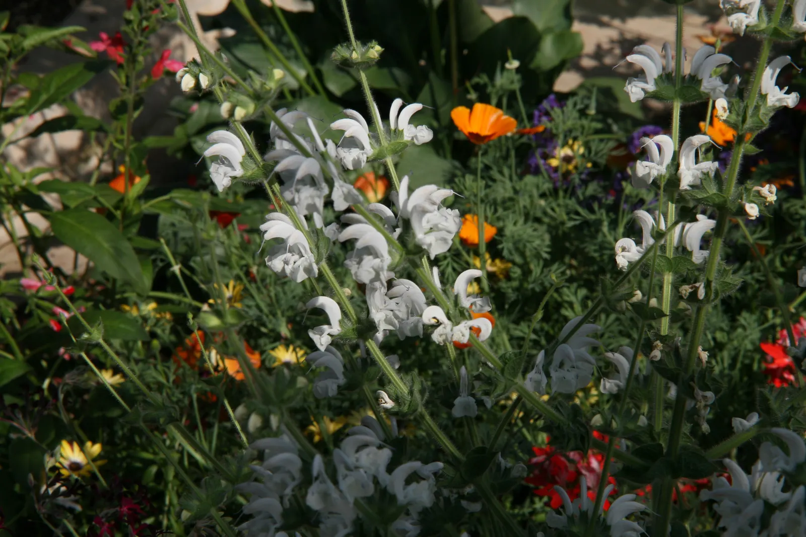 Silver Sage (Salvia Argentea) — contributing to their silver sheen and pleasant tactile quality.<br><br>In early to mid-summer