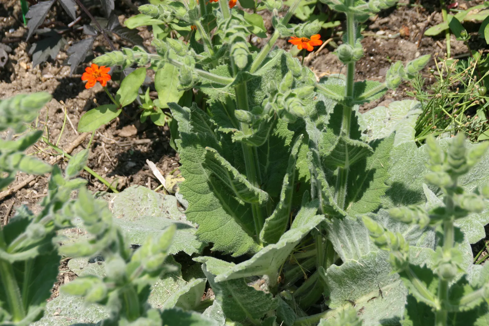 Silver Sage (Salvia Argentea) — adding a subtle vertical interest to the garden composition.<br><br>Ideally; renowned for its compelling foliage and dramatic