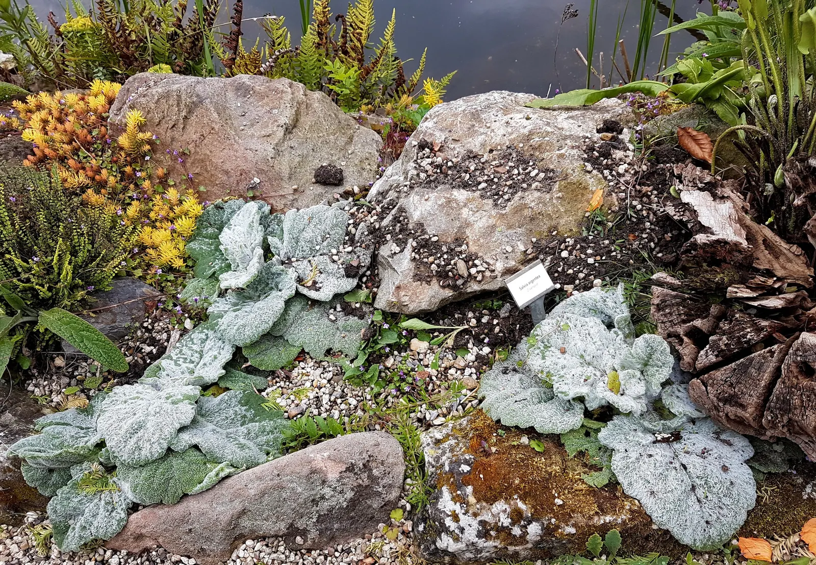 Silver Sage (Salvia Argentea) — incorporating Silver Sage into a garden provides a focal point due to its unique texture and foliage color