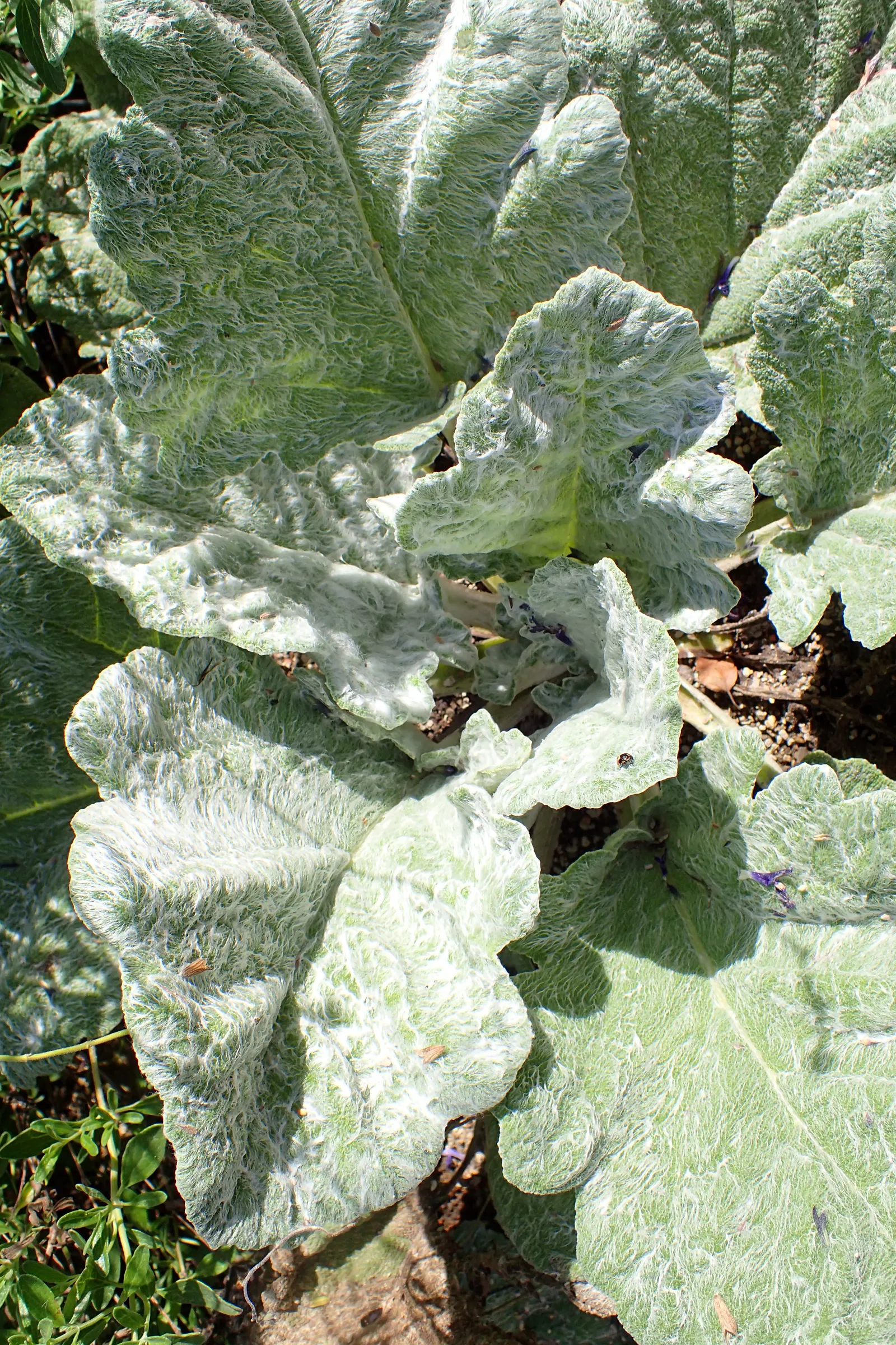 Silver Sage (Salvia Argentea) — woolly white foliage that lends a unique texture to gardens; salvia argentea thrives in well-drained soil and prefers full sun