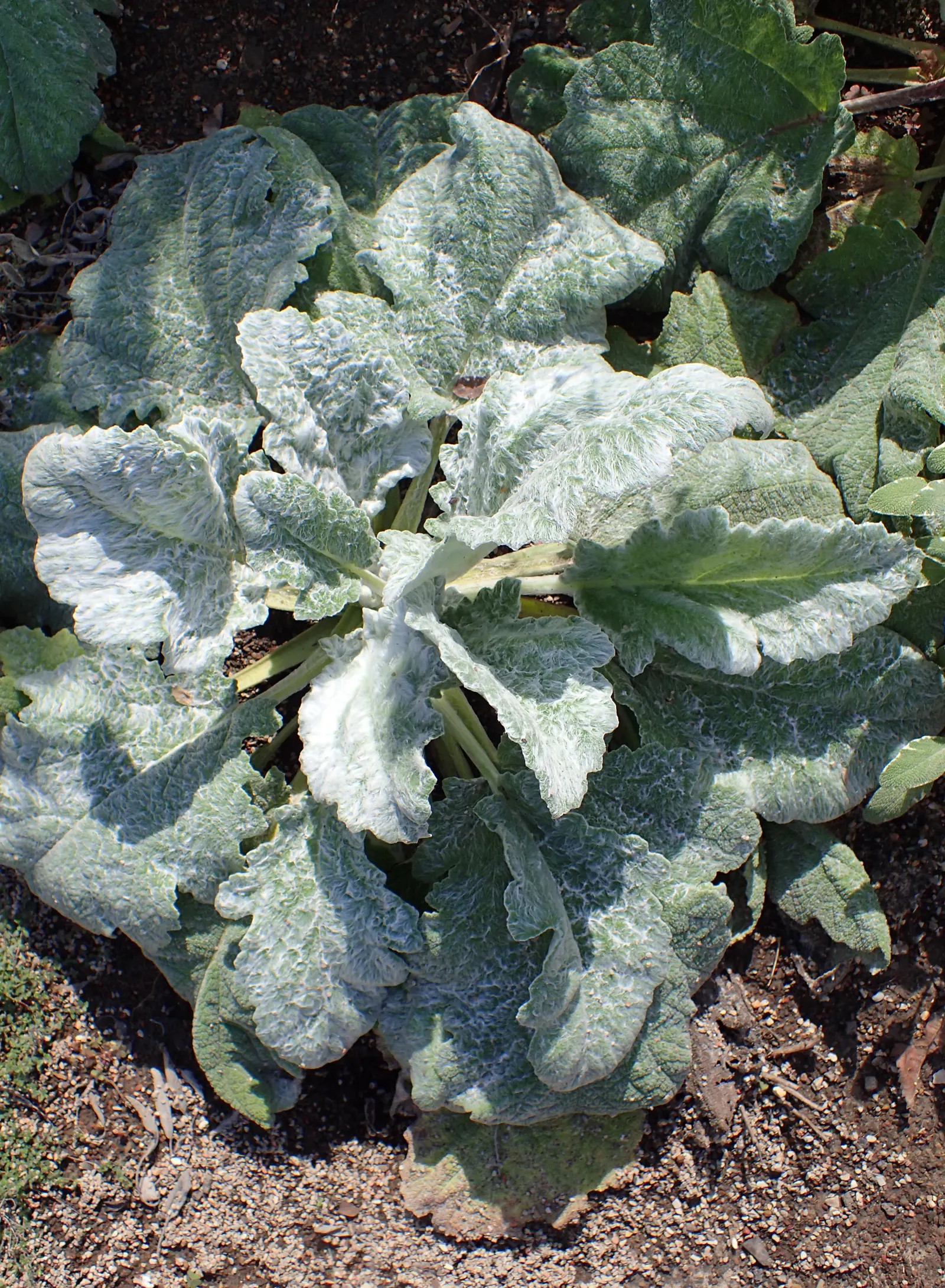 Silver Sage (Salvia Argentea) — The leaves are the centerpiece of this plant; making it an excellent choice for xeriscaping or gardens with less frequent