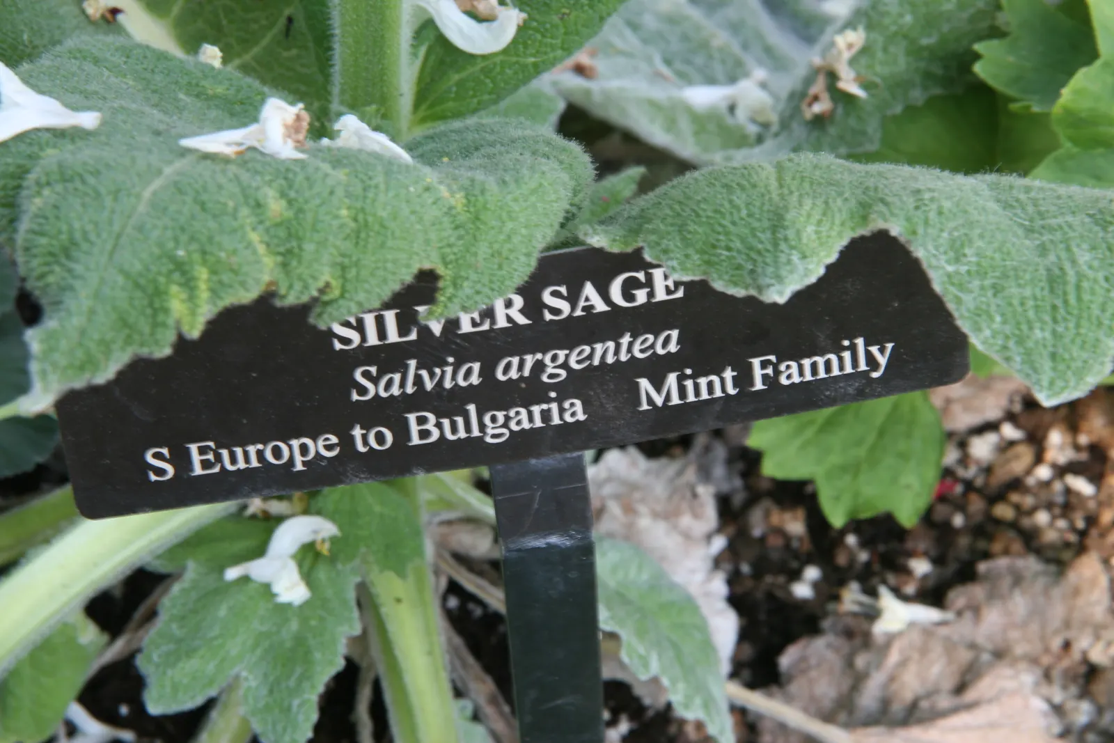 Silver Sage (Salvia Argentea) — Originating from the Mediterranean region; silver Sage blooms with subtle white flowers in early summer, bringing a touch of