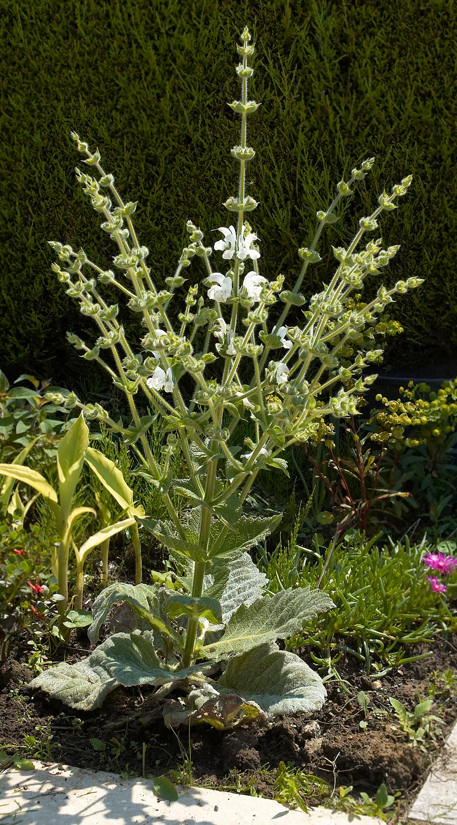 Silver Sage (Salvia Argentea) — For the client, its low-maintenance and drought-tolerant attributes ensure easy care and year-round appeal; woolly white