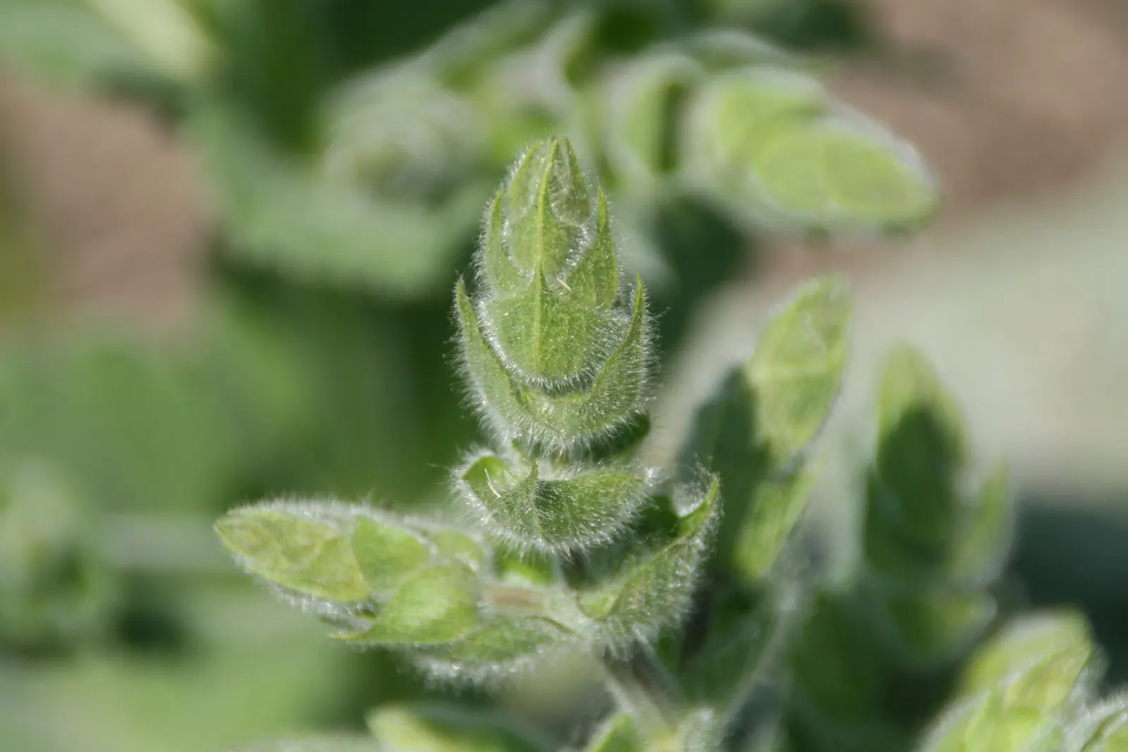Silver Sage (Salvia Argentea) — Silver Sage produces tall flowering spikes that can rise up to 2 to 3 feet above the foliage; hardiness zones for Silver Sage
