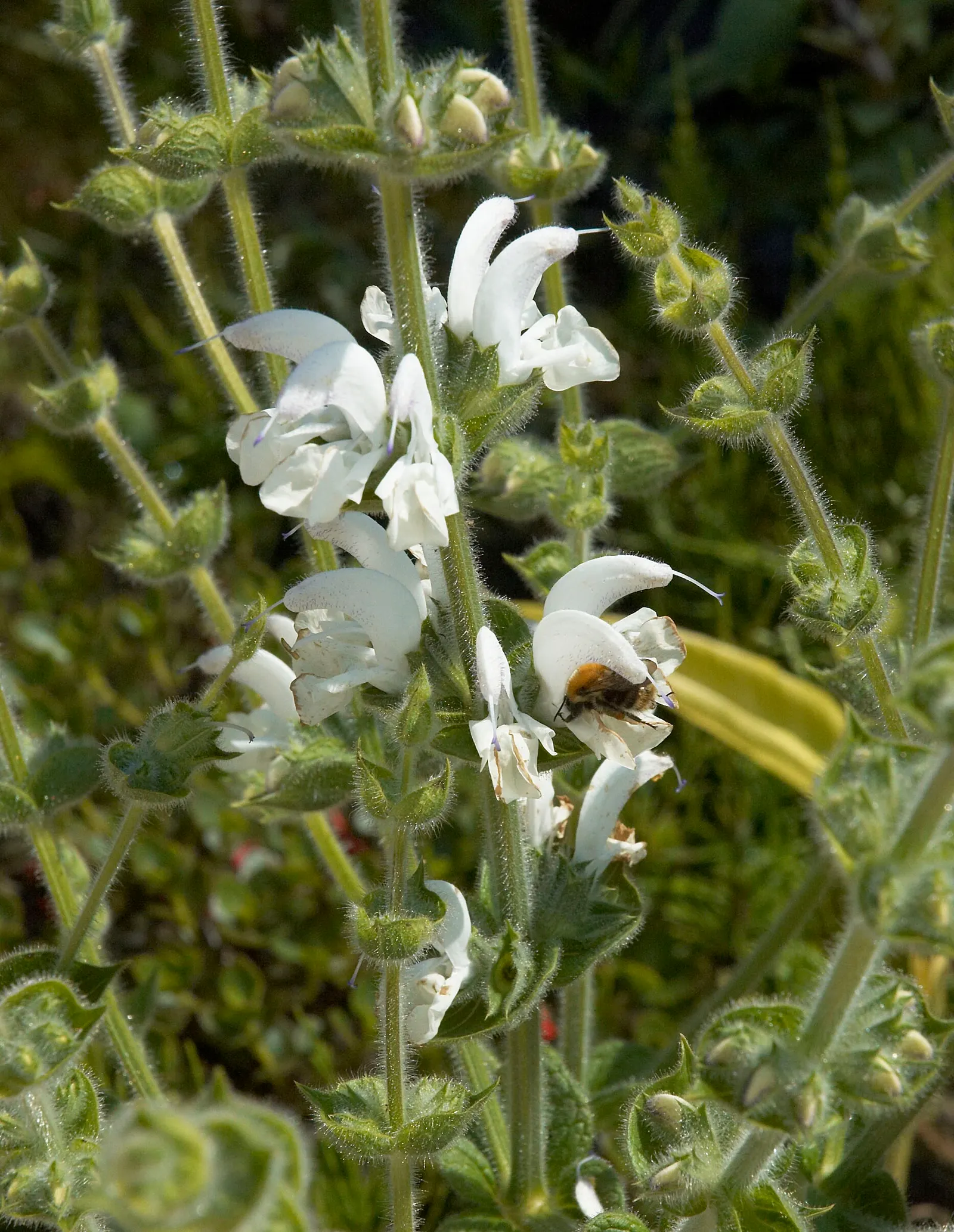 Silver Sage (Salvia Argentea) — The leaves are the centerpiece of this plant