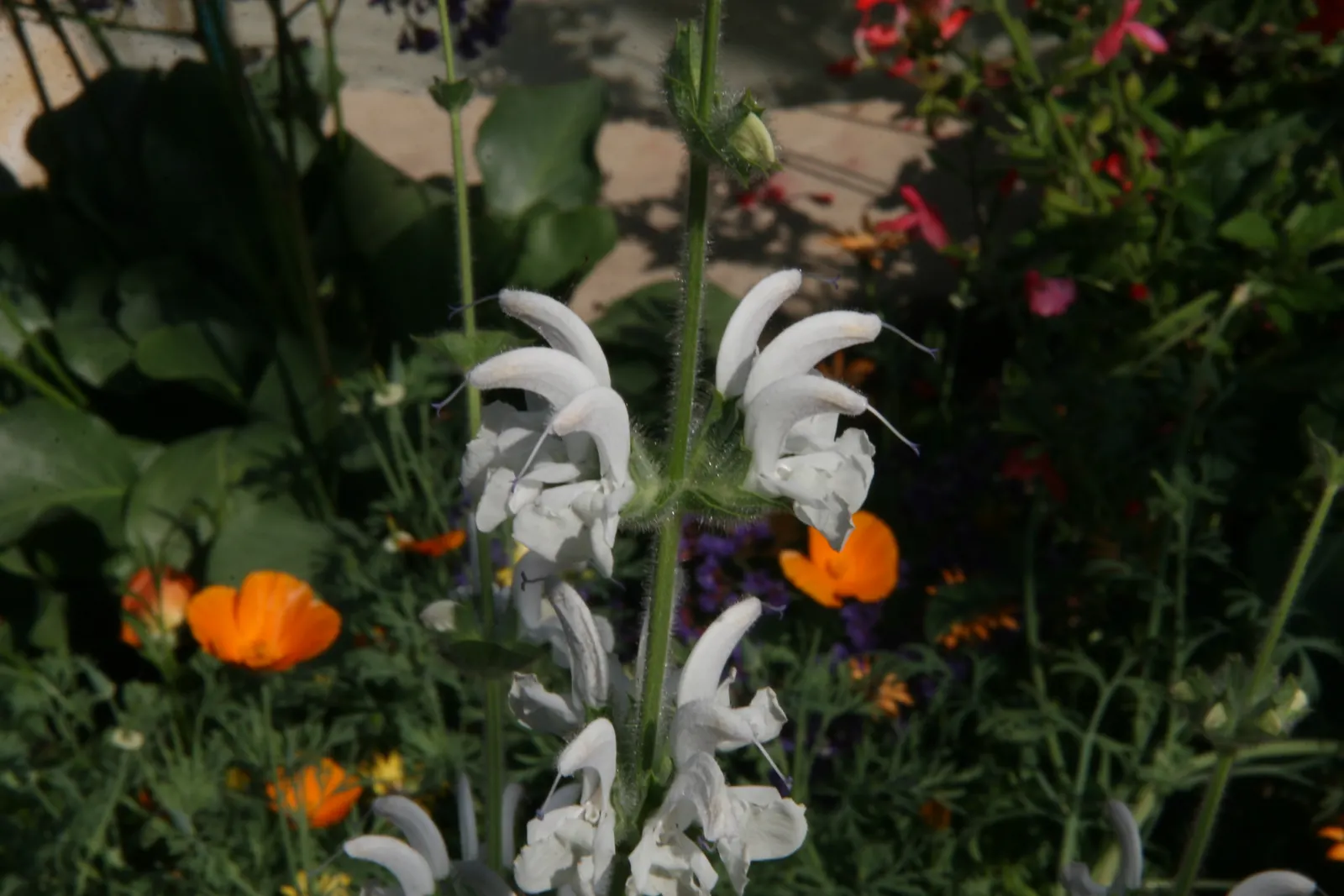 Silver Sage (Salvia Argentea) — renowned for its compelling foliage and dramatic presence in the landscape