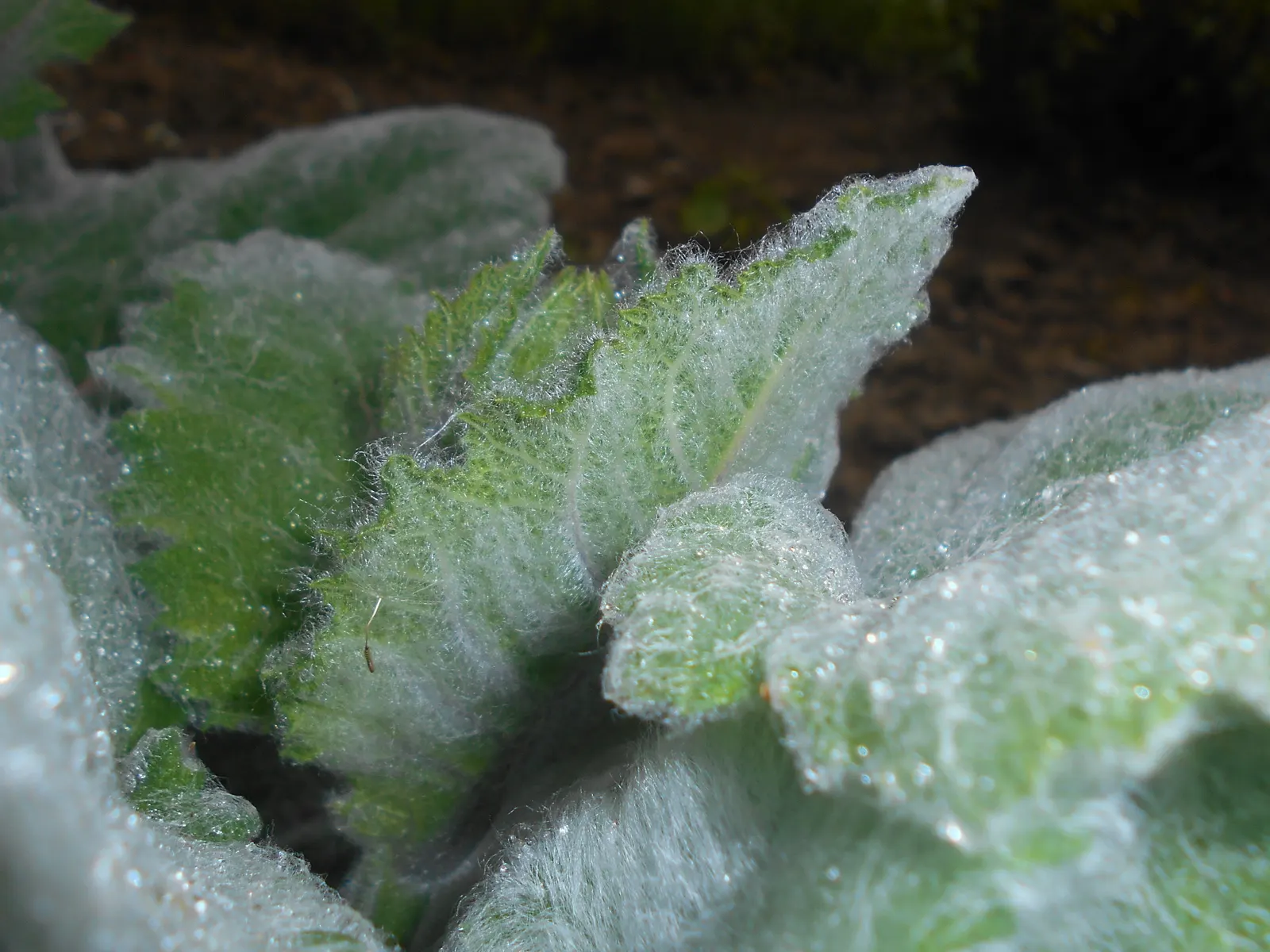 Silver Sage (Salvia Argentea) — It is drought-tolerant once established