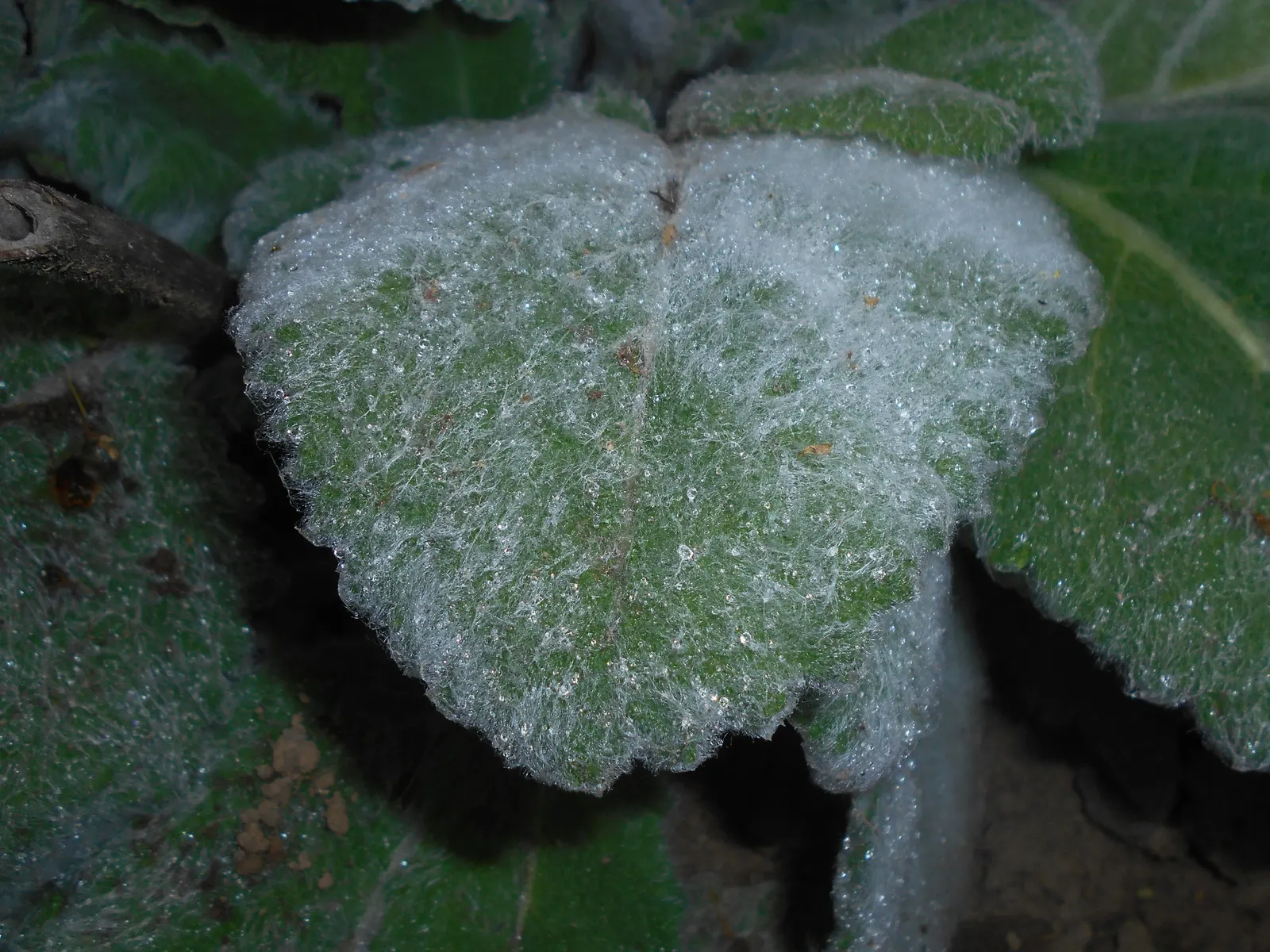 Silver Sage (Salvia Argentea) — Silver Sage produces tall flowering spikes that can rise up to 2 to 3 feet above the foliage