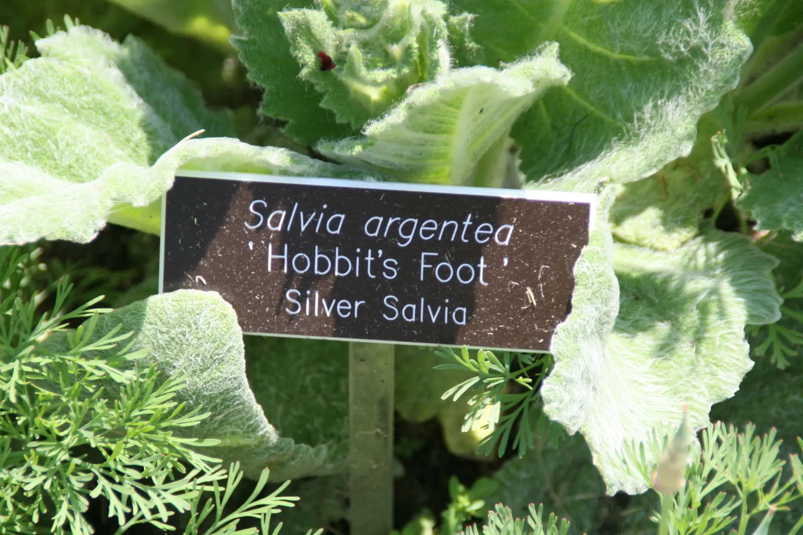 Silver Sage (Salvia Argentea) — The flowers are typically white or light lavender in color; commonly known as Silver Sage