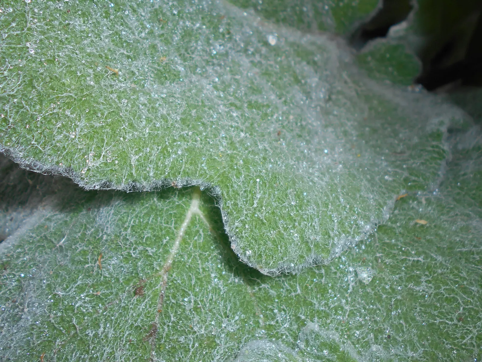 Silver Sage (Salvia Argentea) — making it an excellent choice for xeriscaping or gardens with less frequent watering