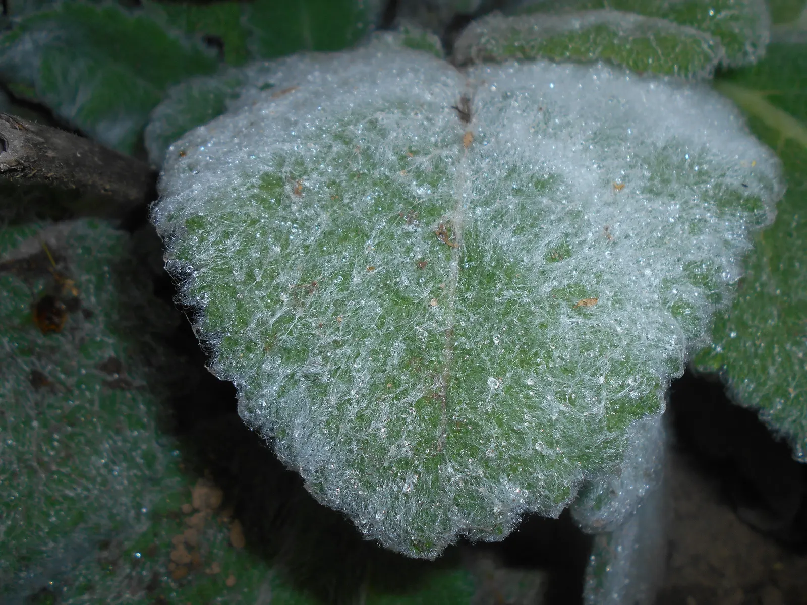Silver Sage (Salvia Argentea) — is revered for its striking